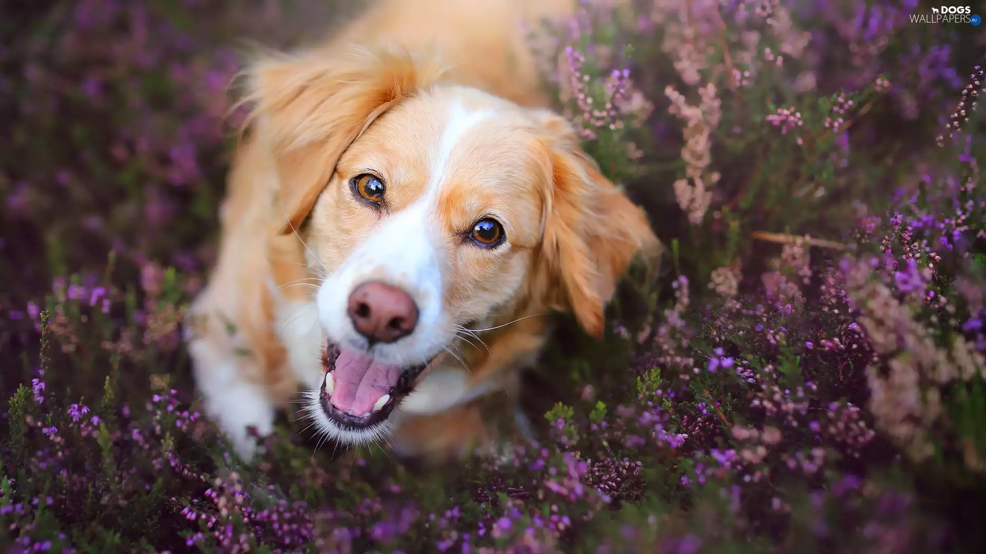 muzzle, heathers, Alpine Dutch, Kooikerhondje, dog