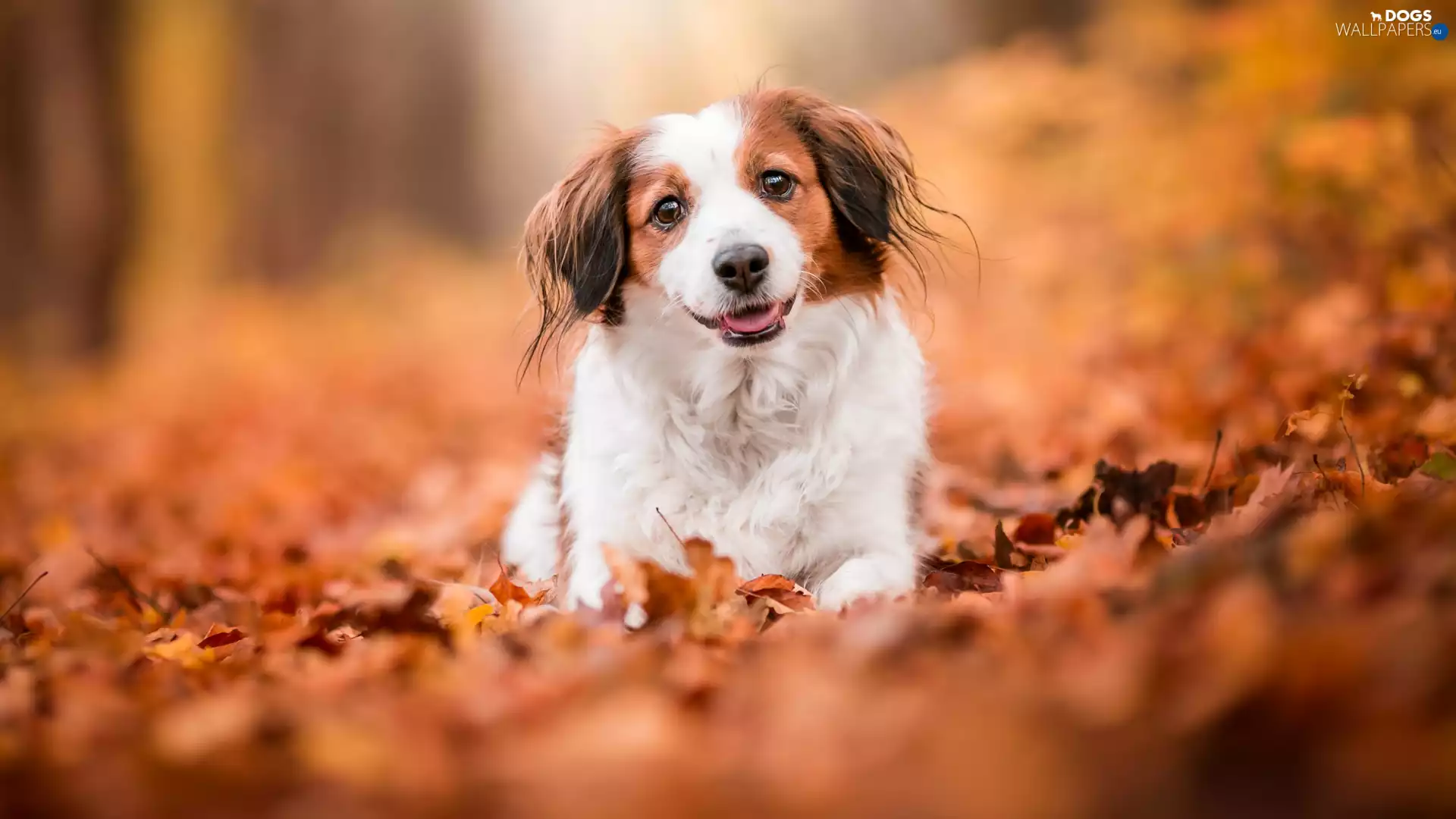 muzzle, Leaf, Alpine Dutch, Kooikerhondje, dog