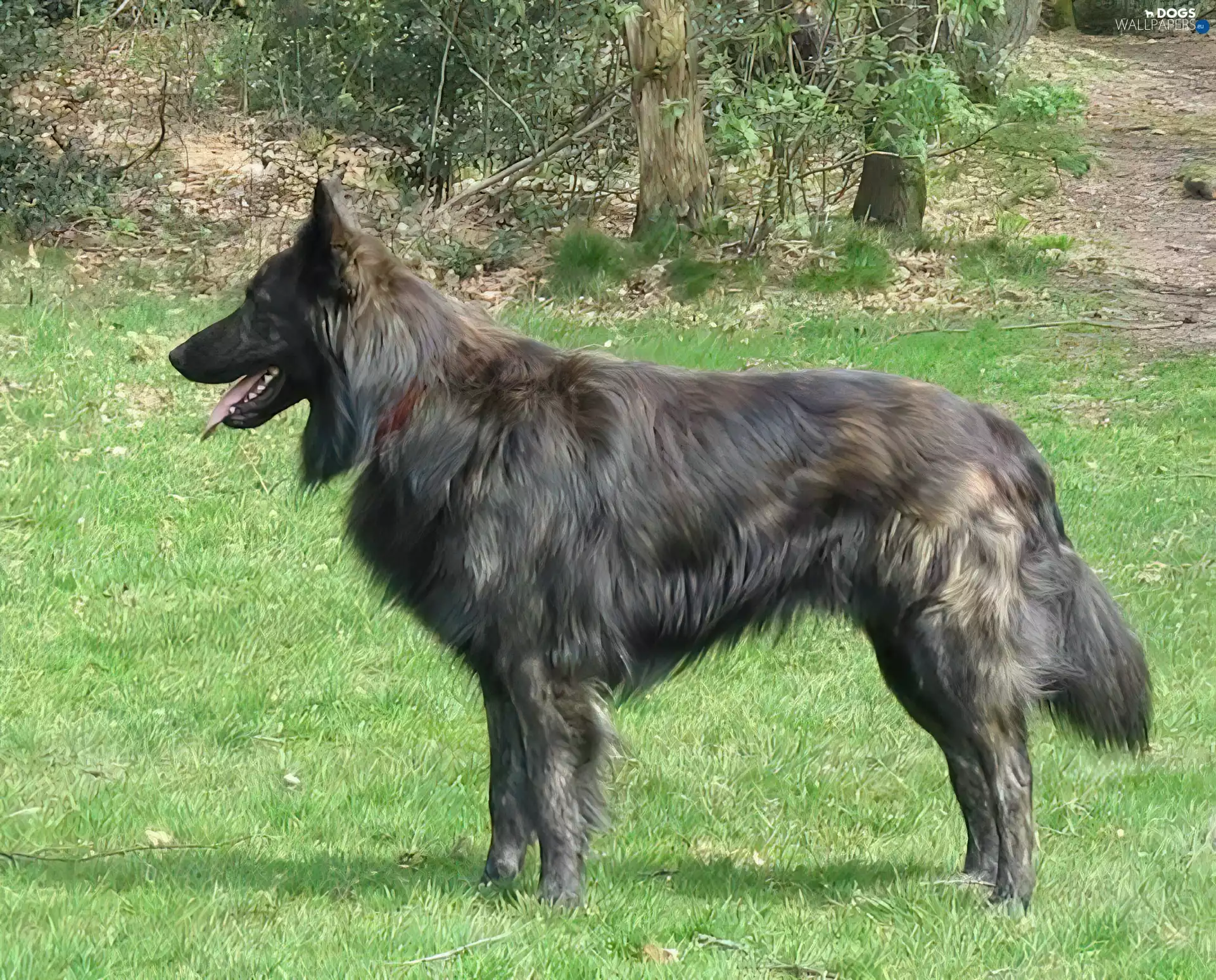 Dutch Shepherd, grass