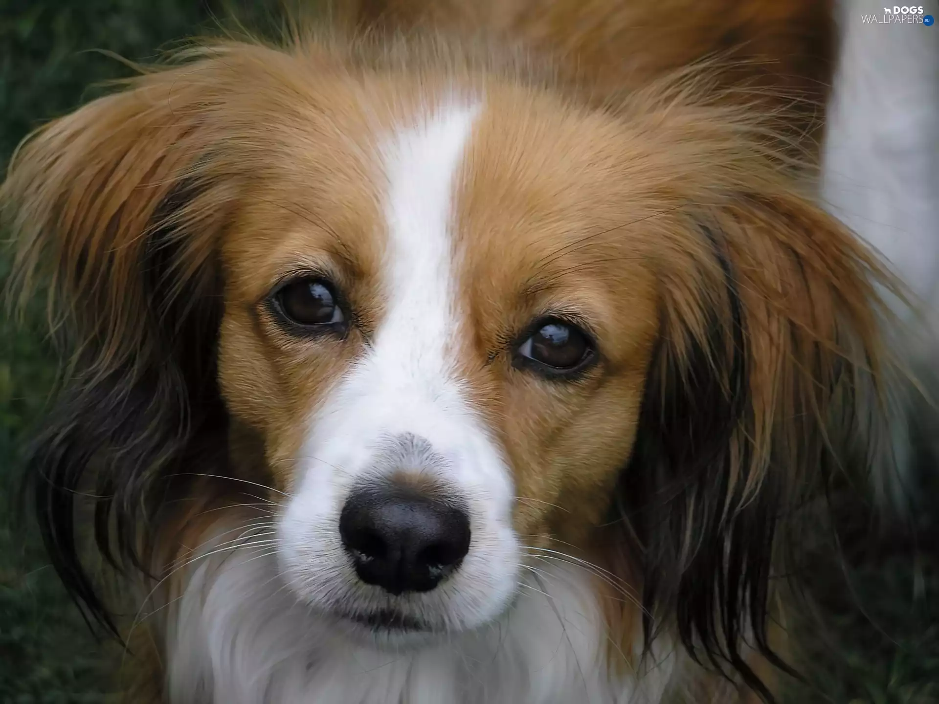 Kooikerhondje, muzzle, Alpine Dutch