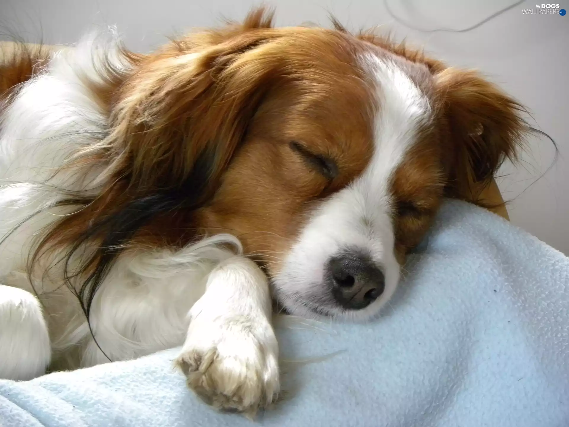 Kooikerhondje, sleepy, Alpine Dutch
