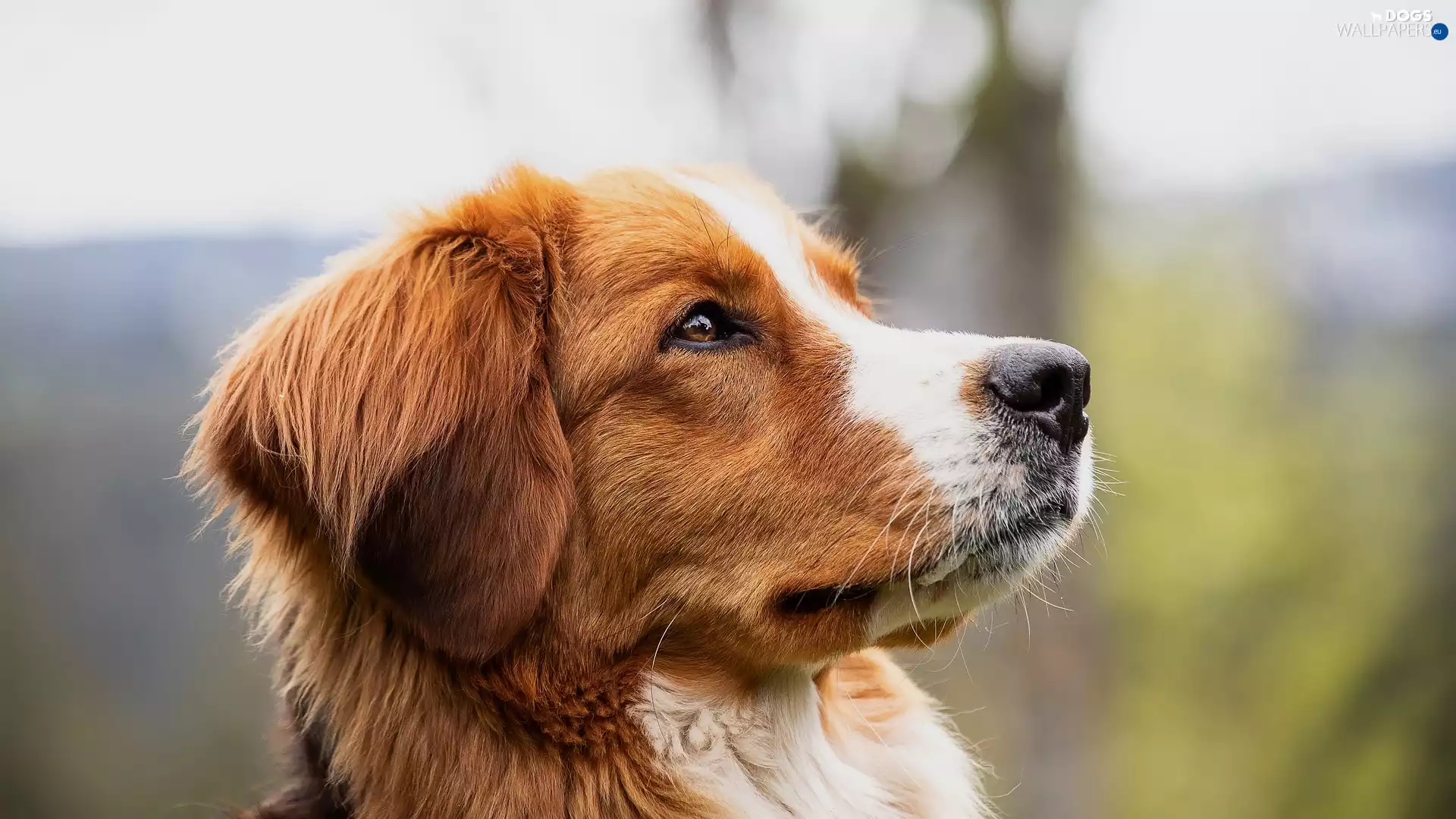 Alpine Dutch, Red-white, dog