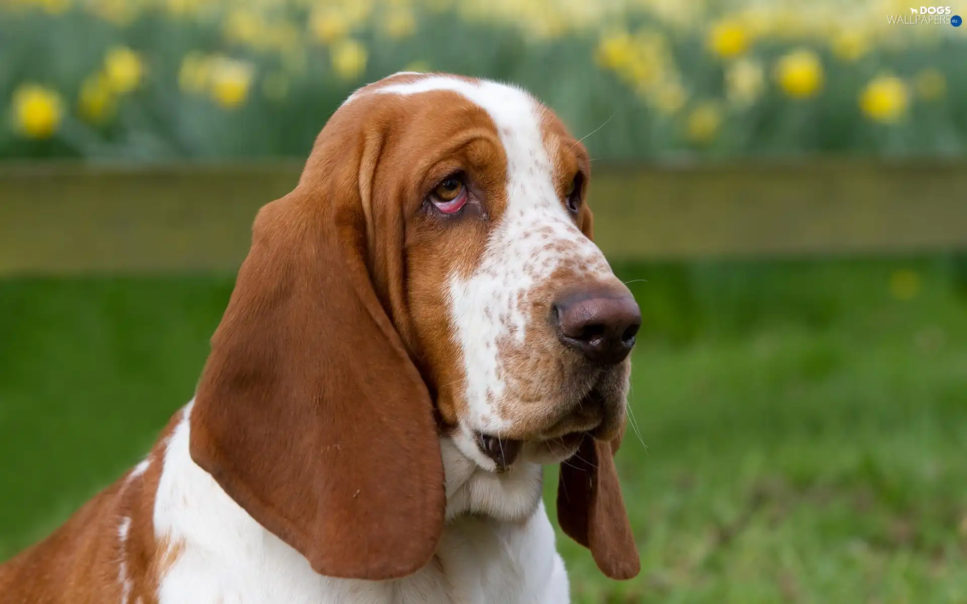 Basset, ears, dog