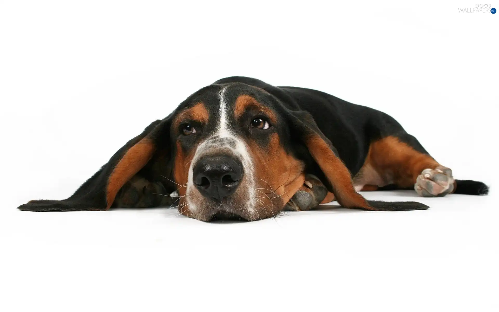 ears, basset