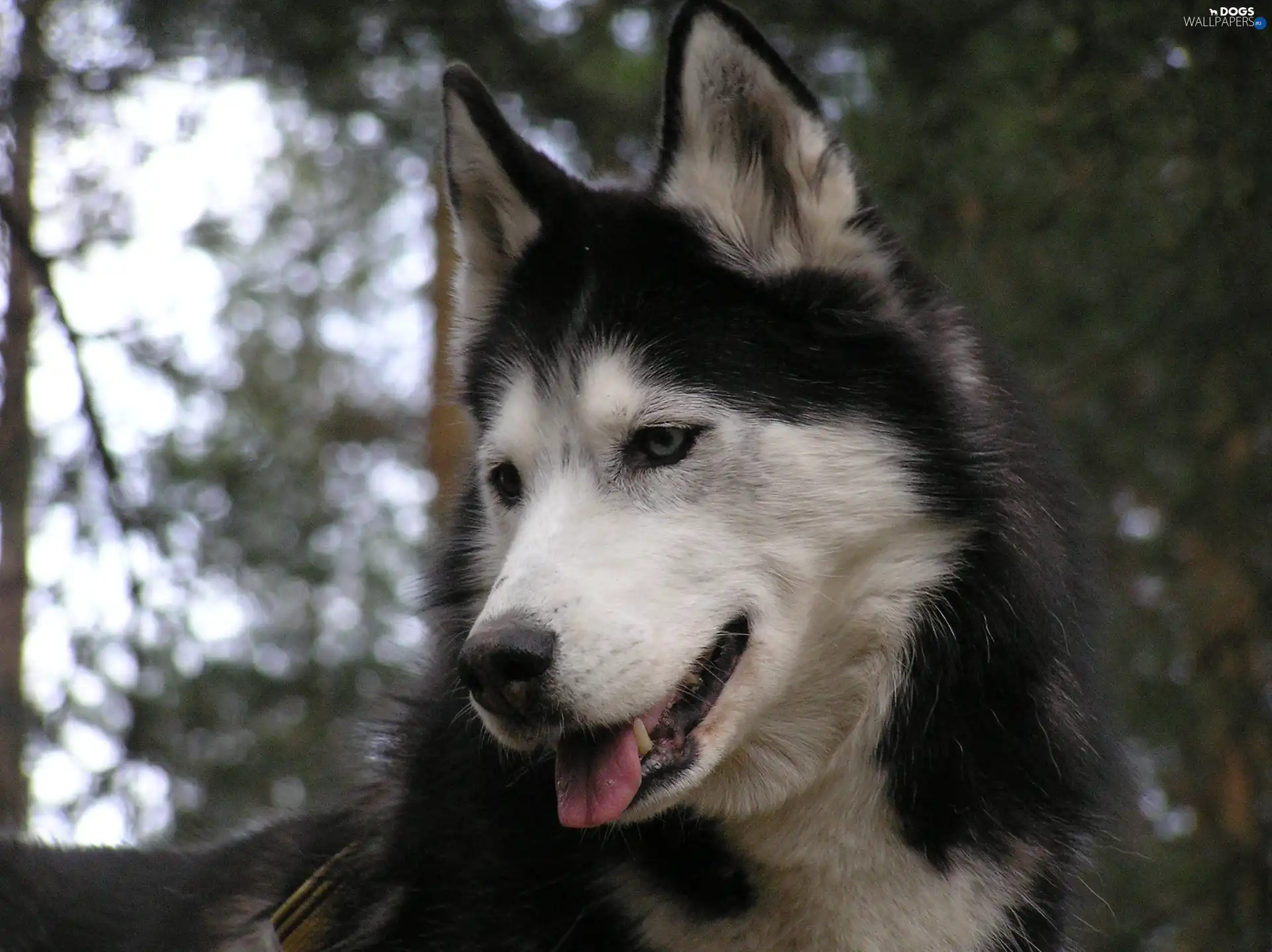 ears, Siberian Husky, posed