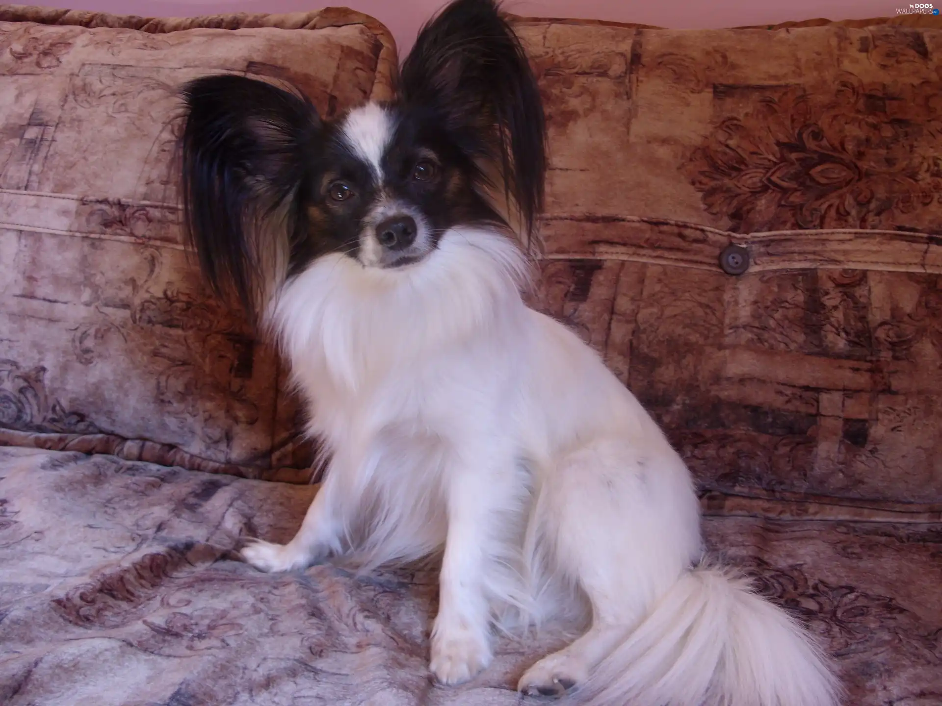 White Bed, Miniature Continental Toy Spaniel Papillon, standing, ears