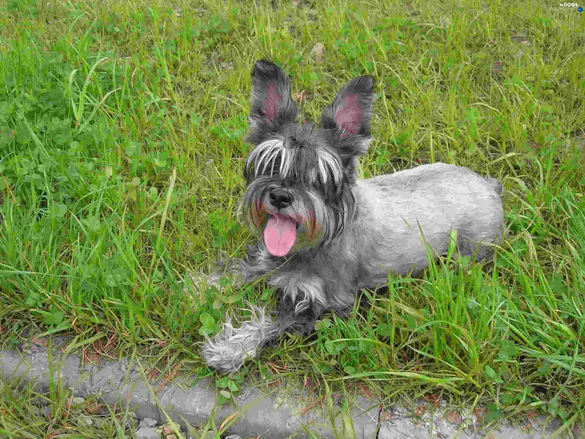ears, miniature Schnauzer, posed