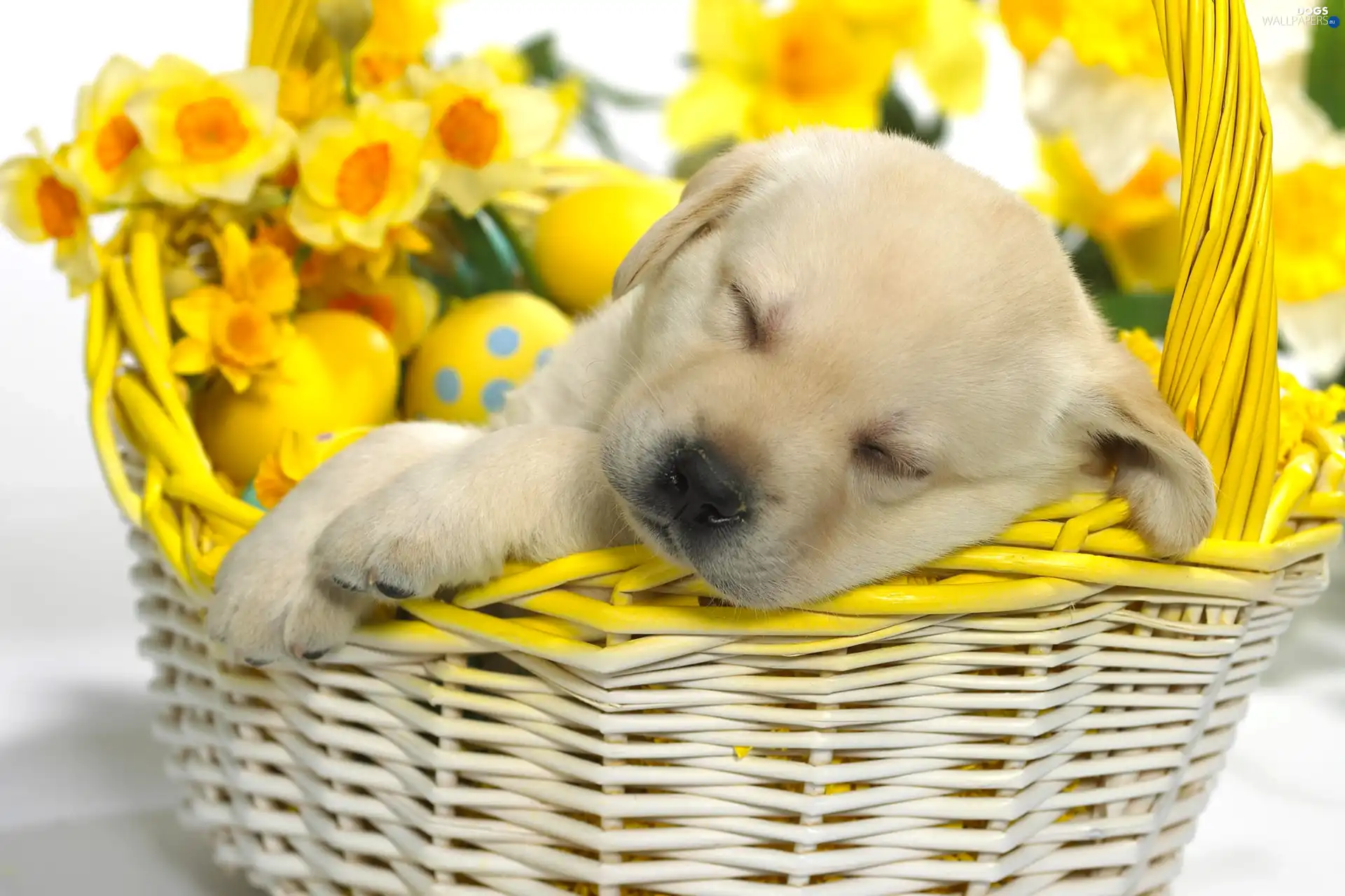 eggs, basket, Puppy, dream