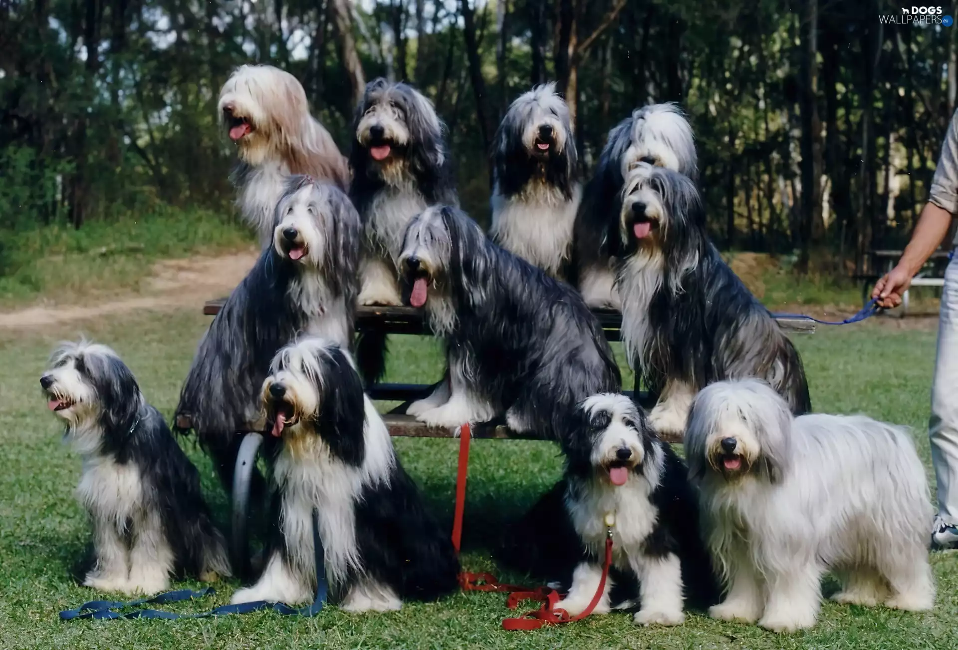 eleven, Bearded collie