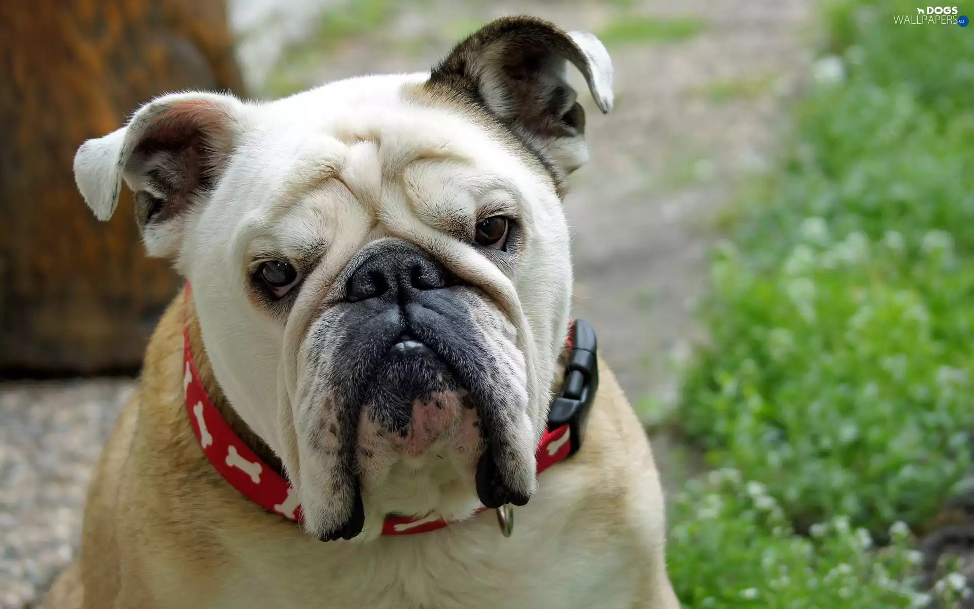 Buldog, VEGETATION, portrait, English