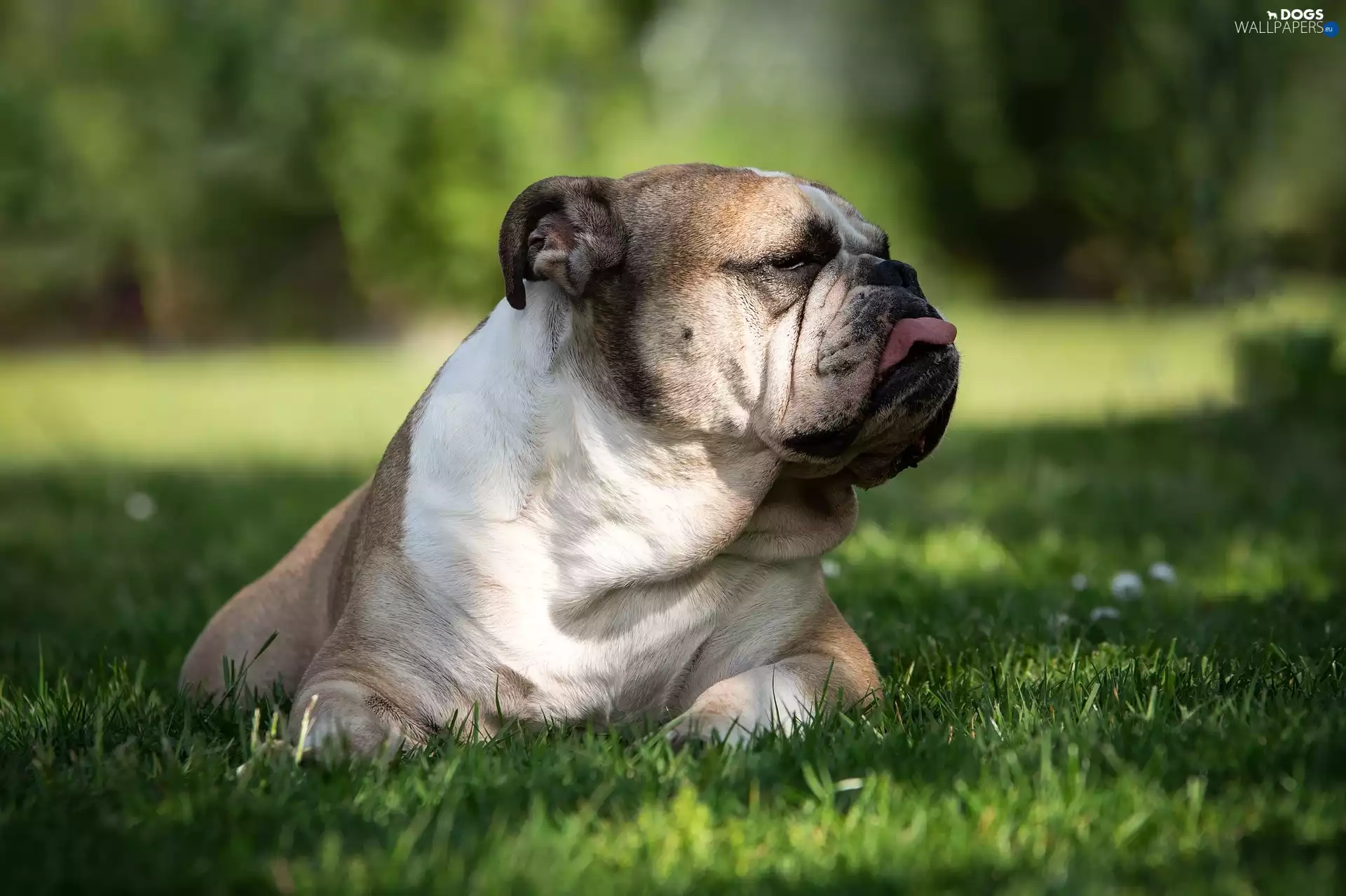 lying, English Bulldog, Tounge, dog