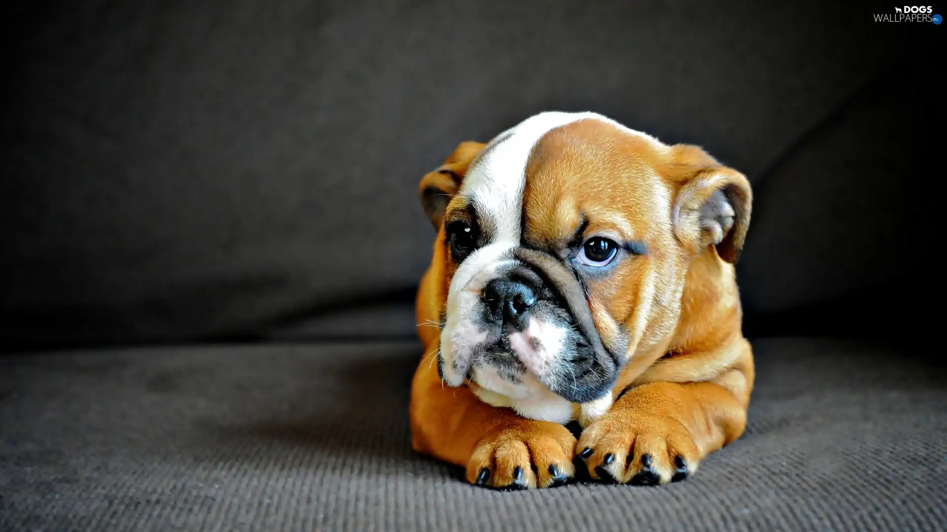 dog, English Bulldog