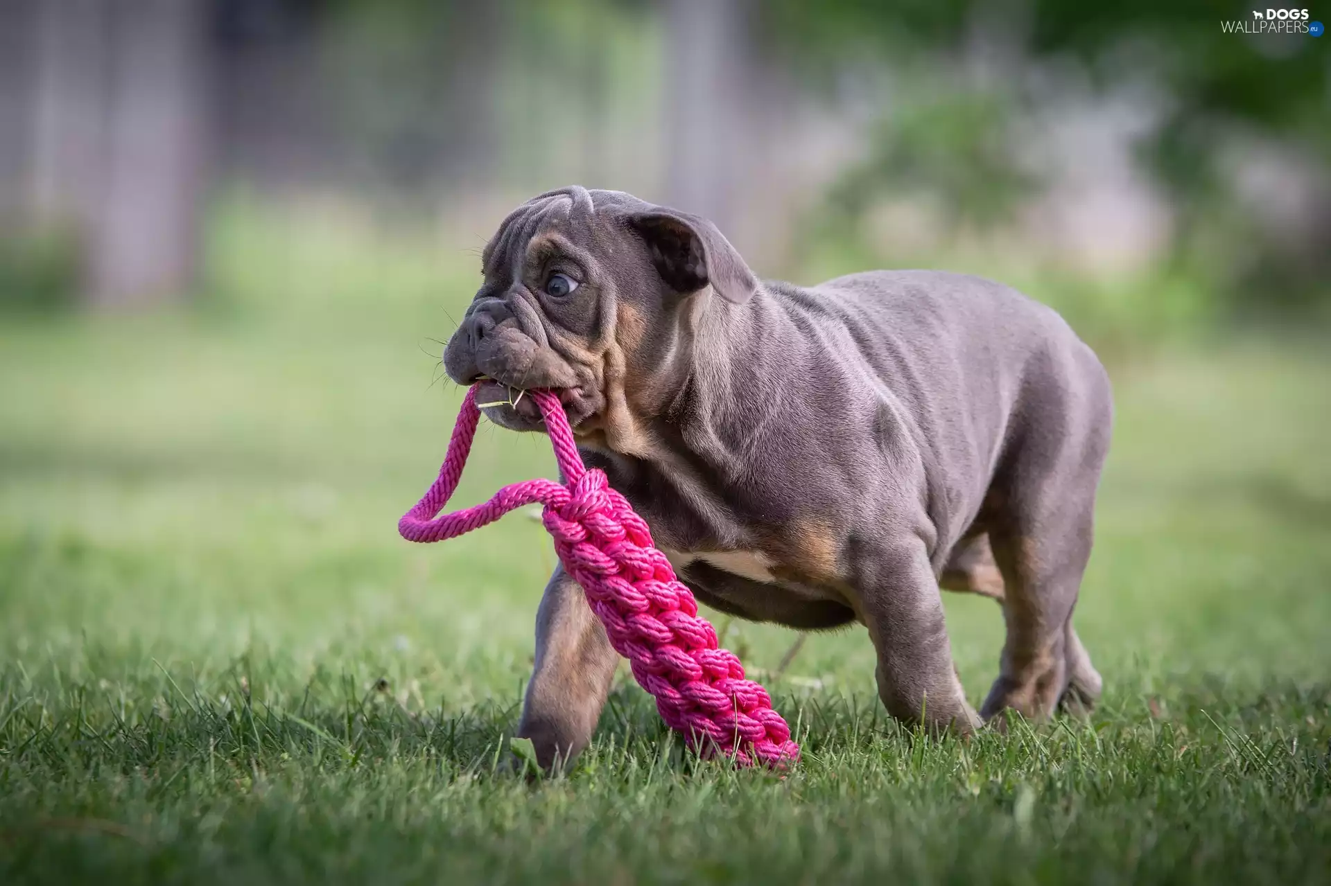Teether, toy, Puppy, English Bulldog, dog