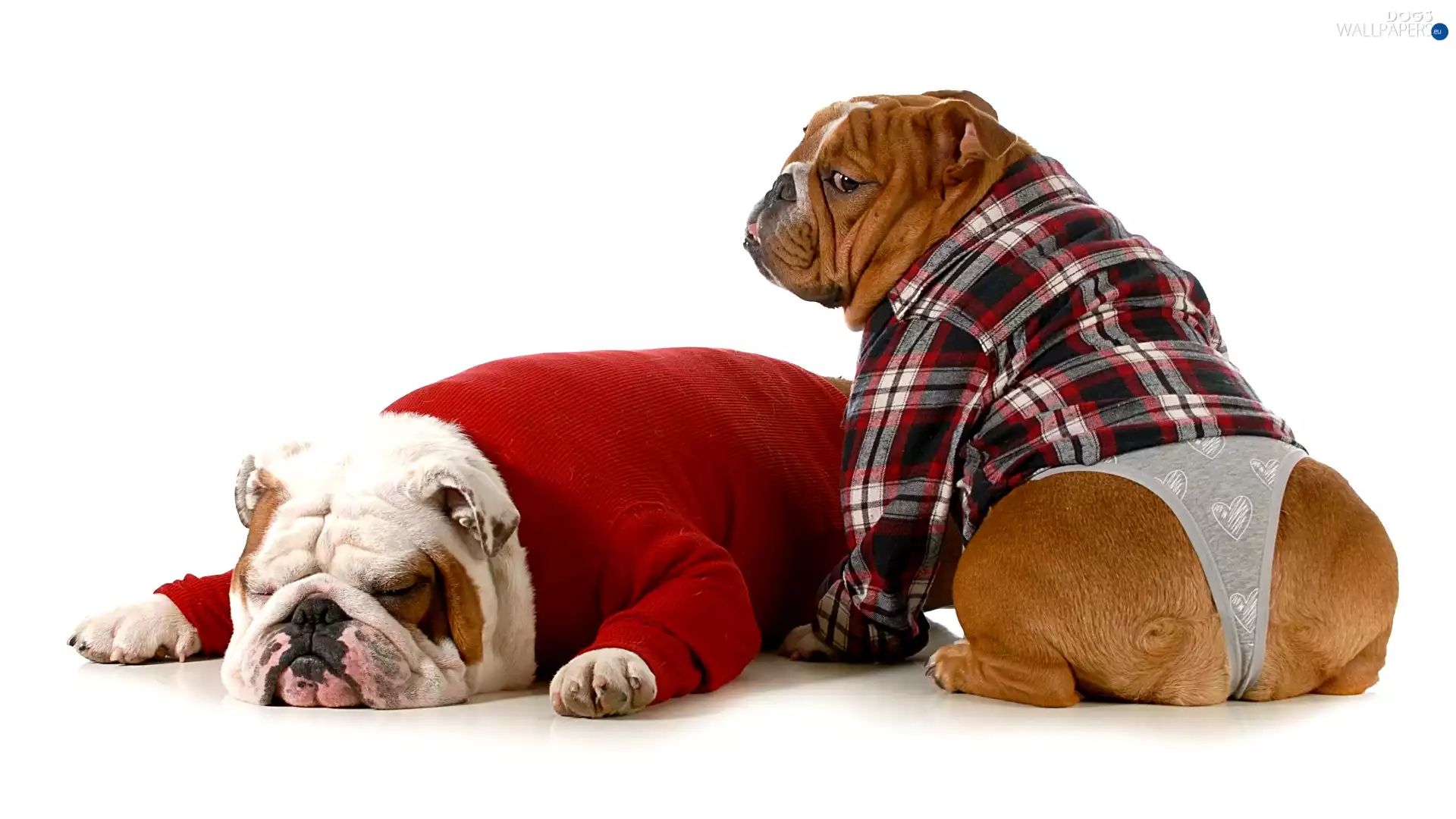 clothes, Funny, Dogs, English Bulldogs, Two cars