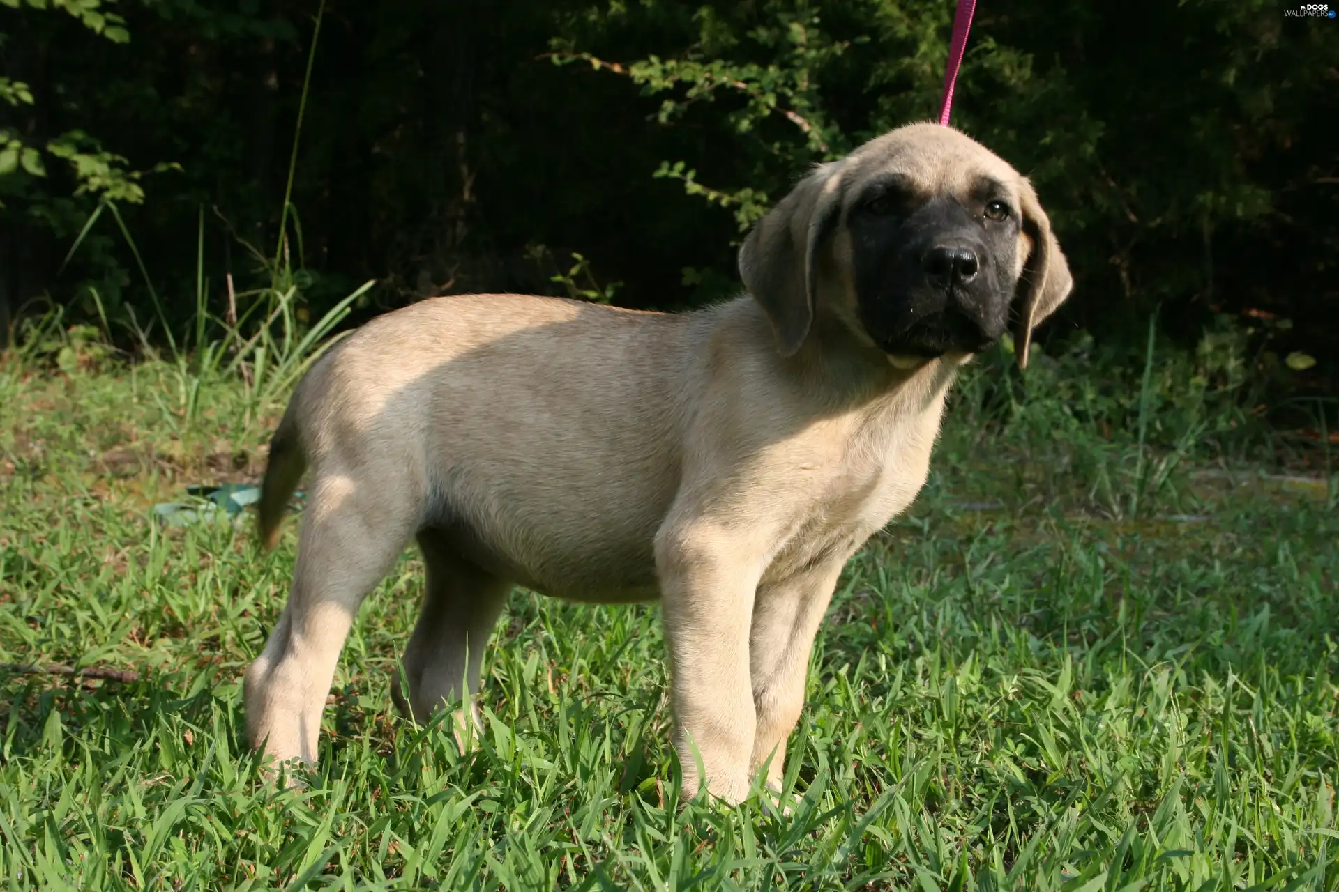 English mastiff, Mastiff, young