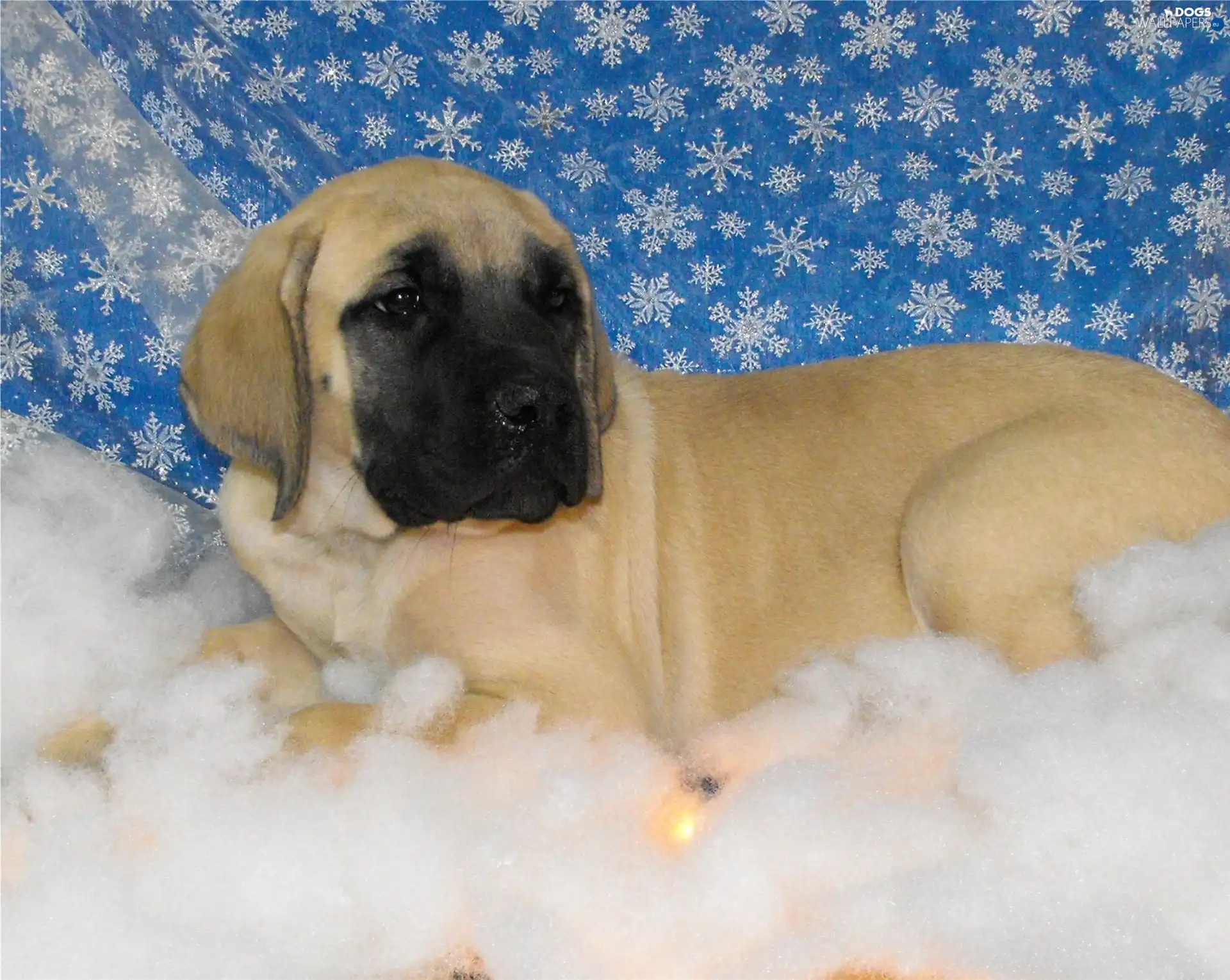 Mastiff, English mastiff