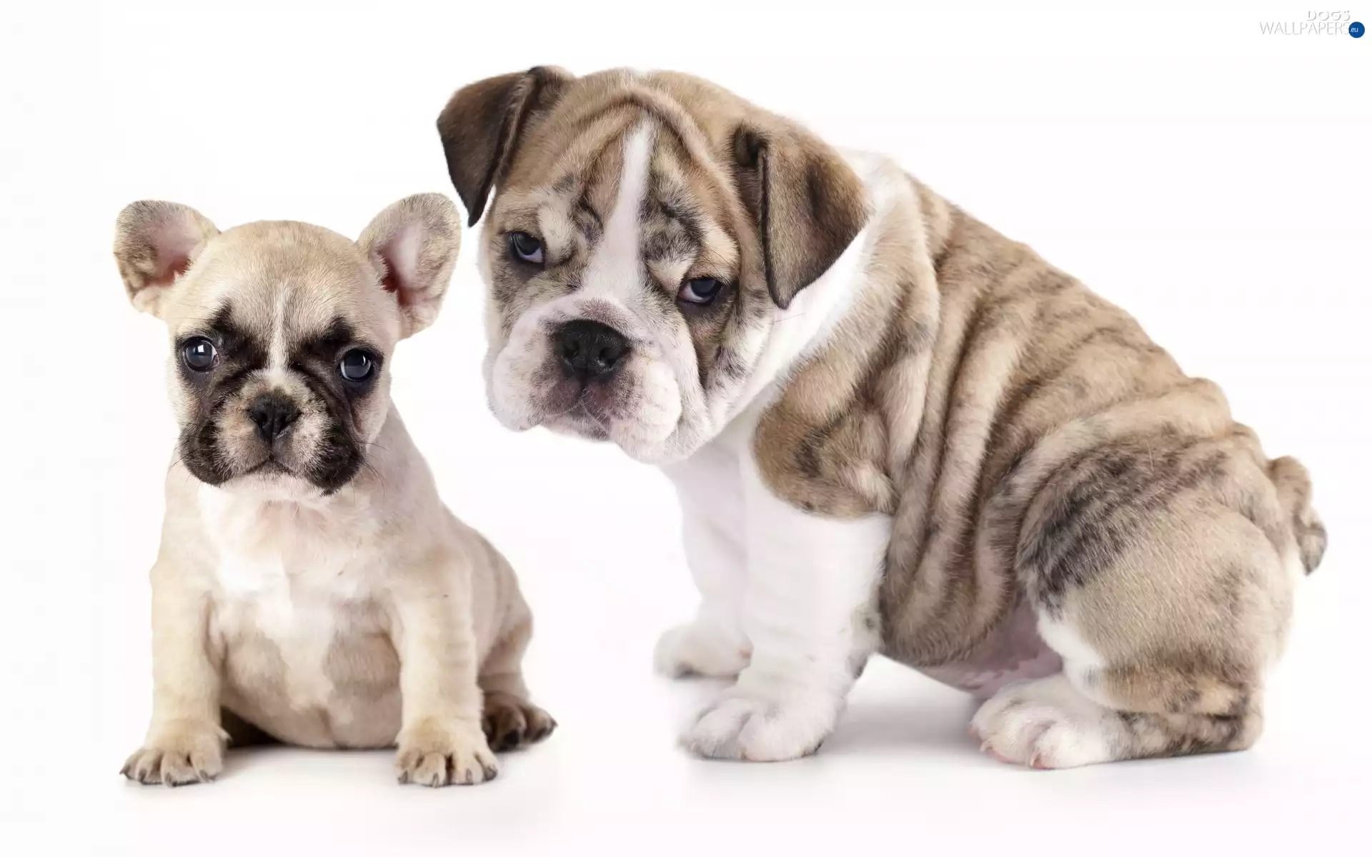 Dogs, French Bulldog, English Bulldog, Puppy
