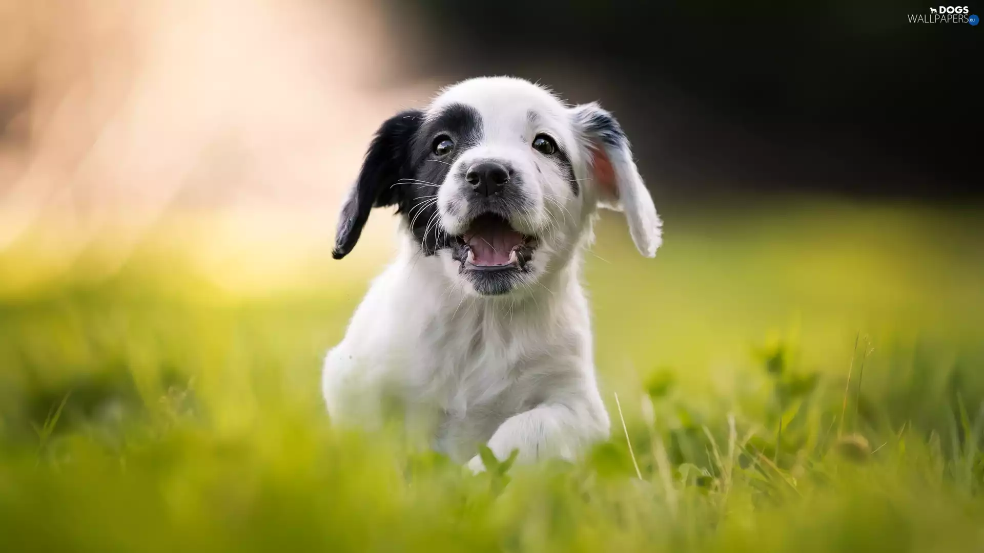 Puppy, fuzzy, background, English Cocker Spaniel