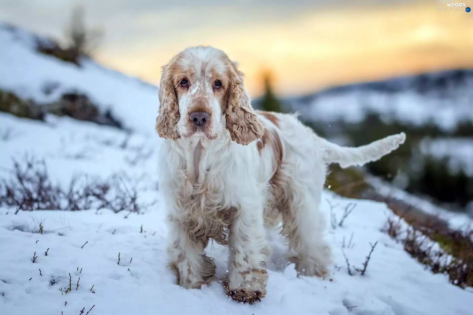 English Cocker Spaniel