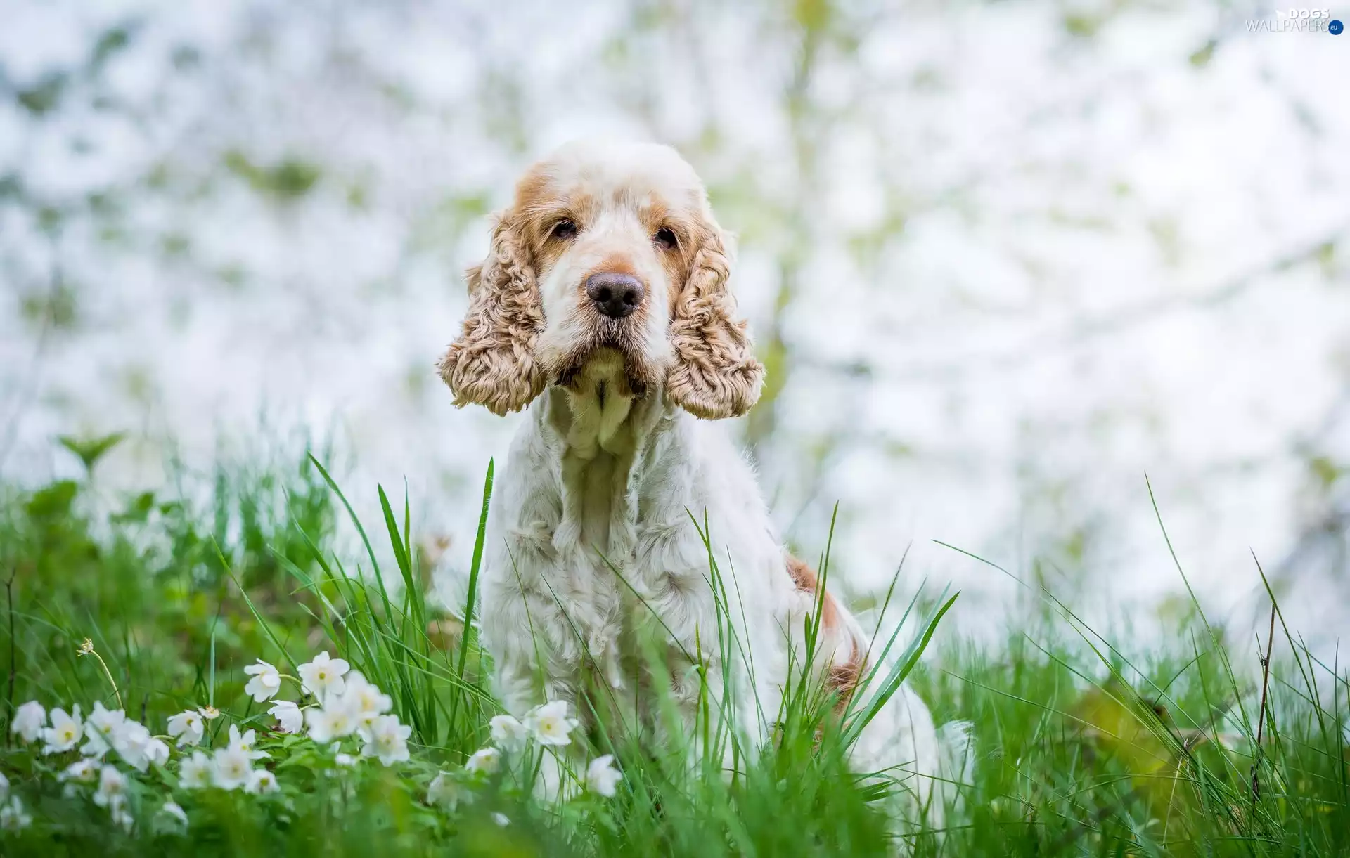 dog, grass, Flowers, English Cocker Spaniel