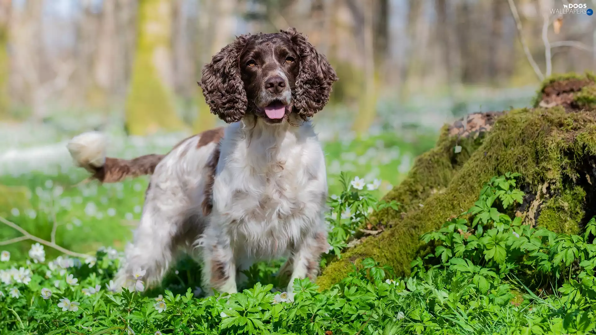 dog, grass, Moss, English Springer Spaniel