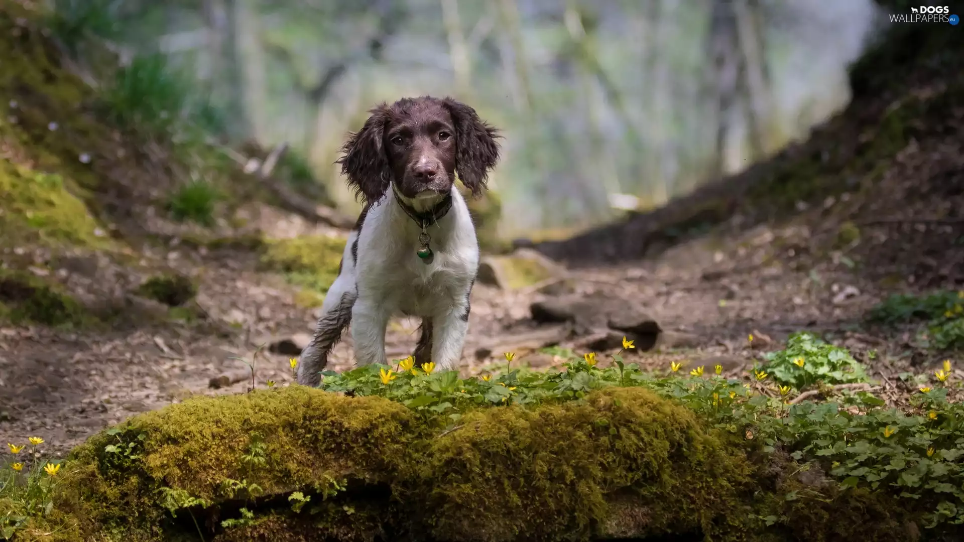 dog, scarp, Plants, English Cocker Spaniel
