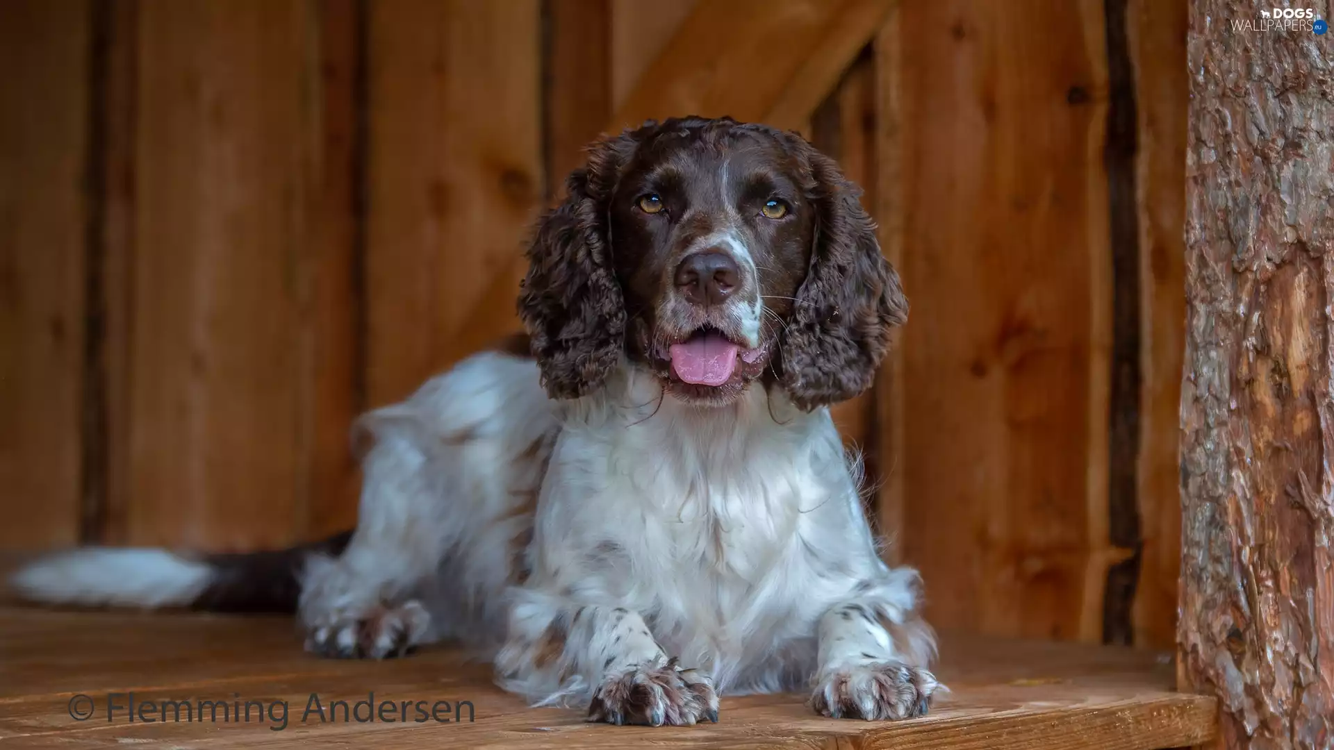 dog, muzzle, tongue, English Springer Spaniel