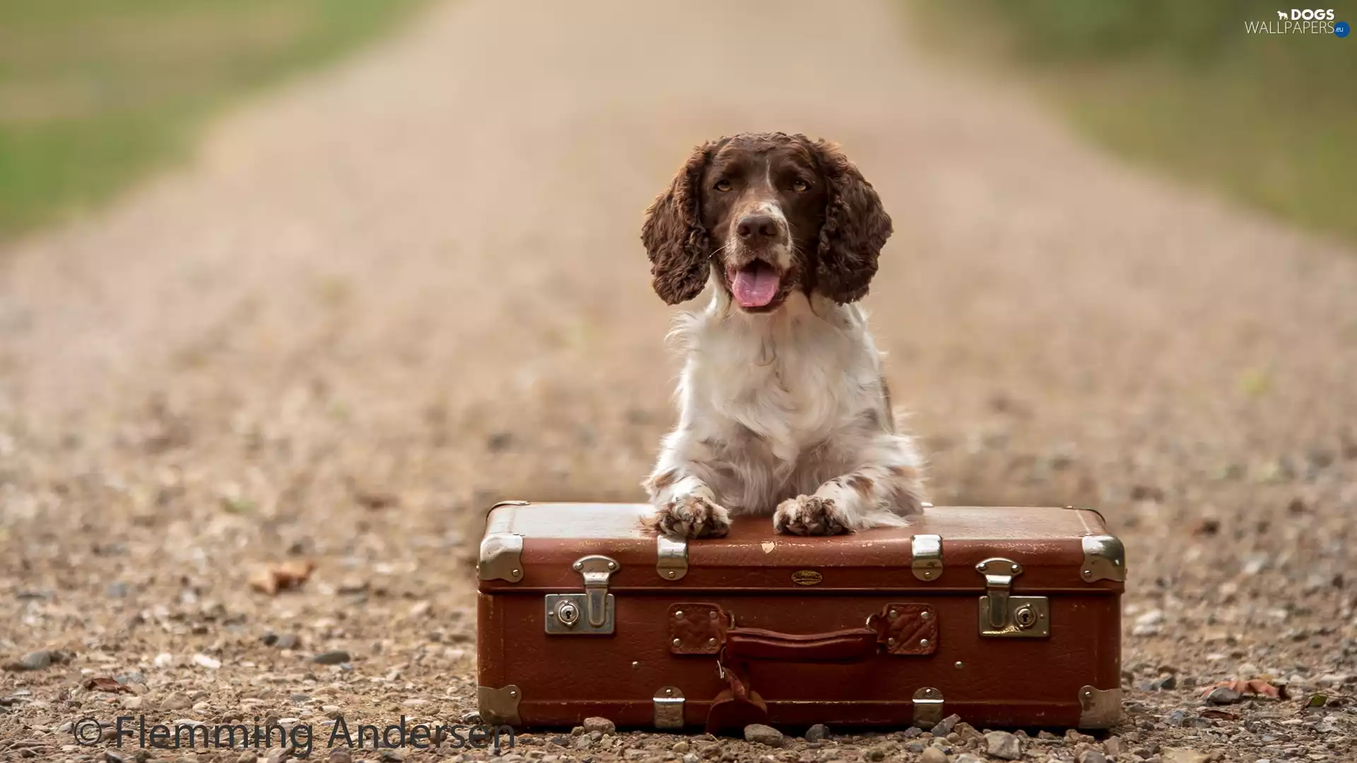 dog, case, Way, English Springer Spaniel