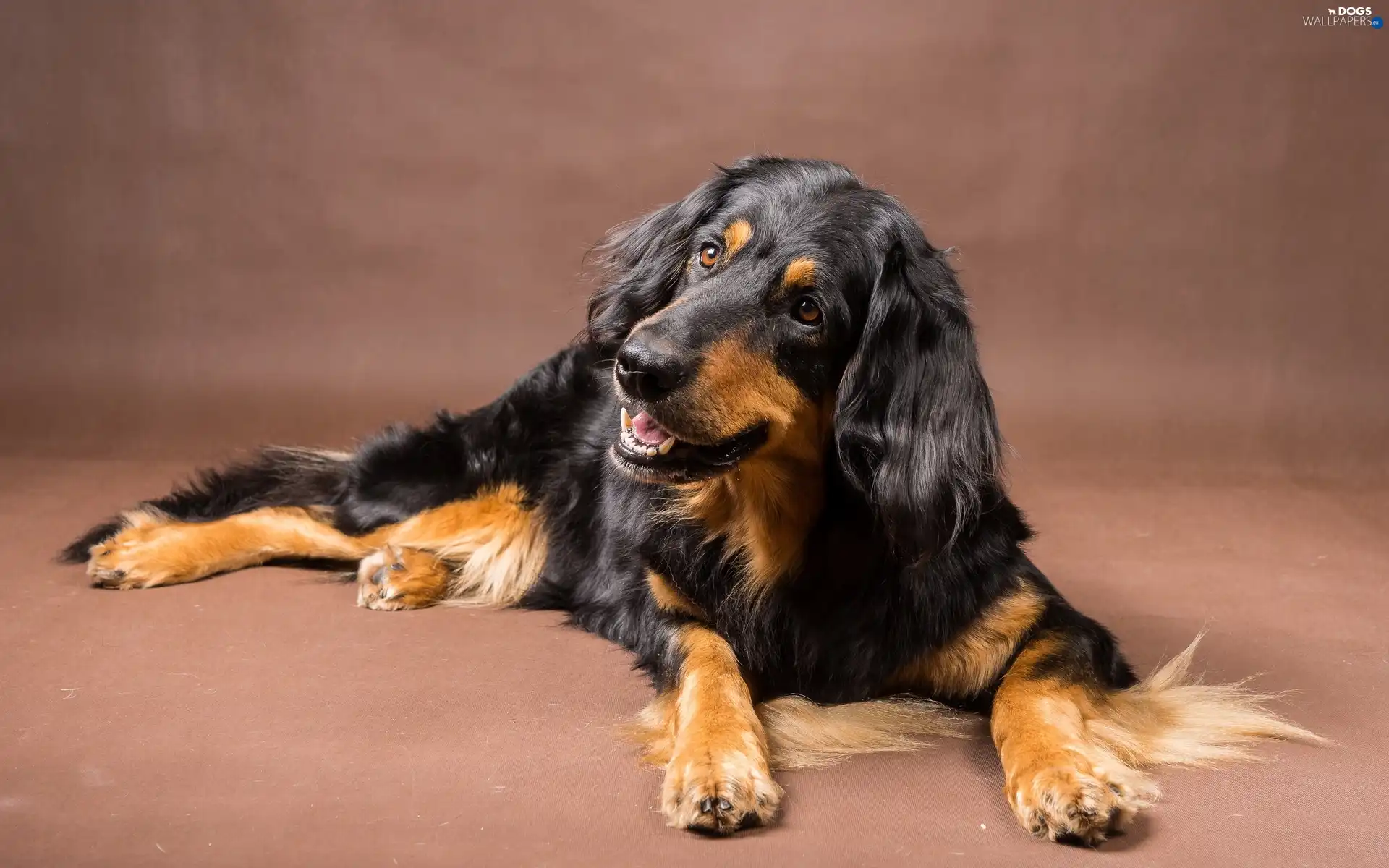 English, Spaniel