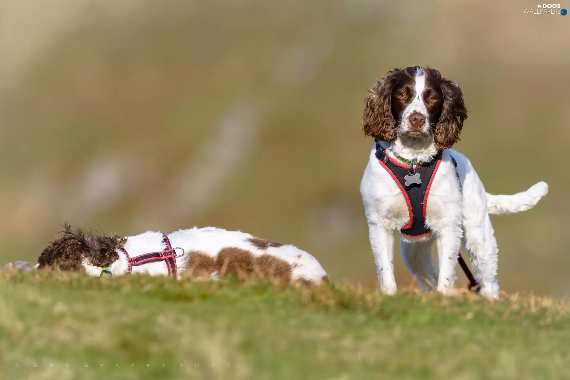 English Springer Spaniels