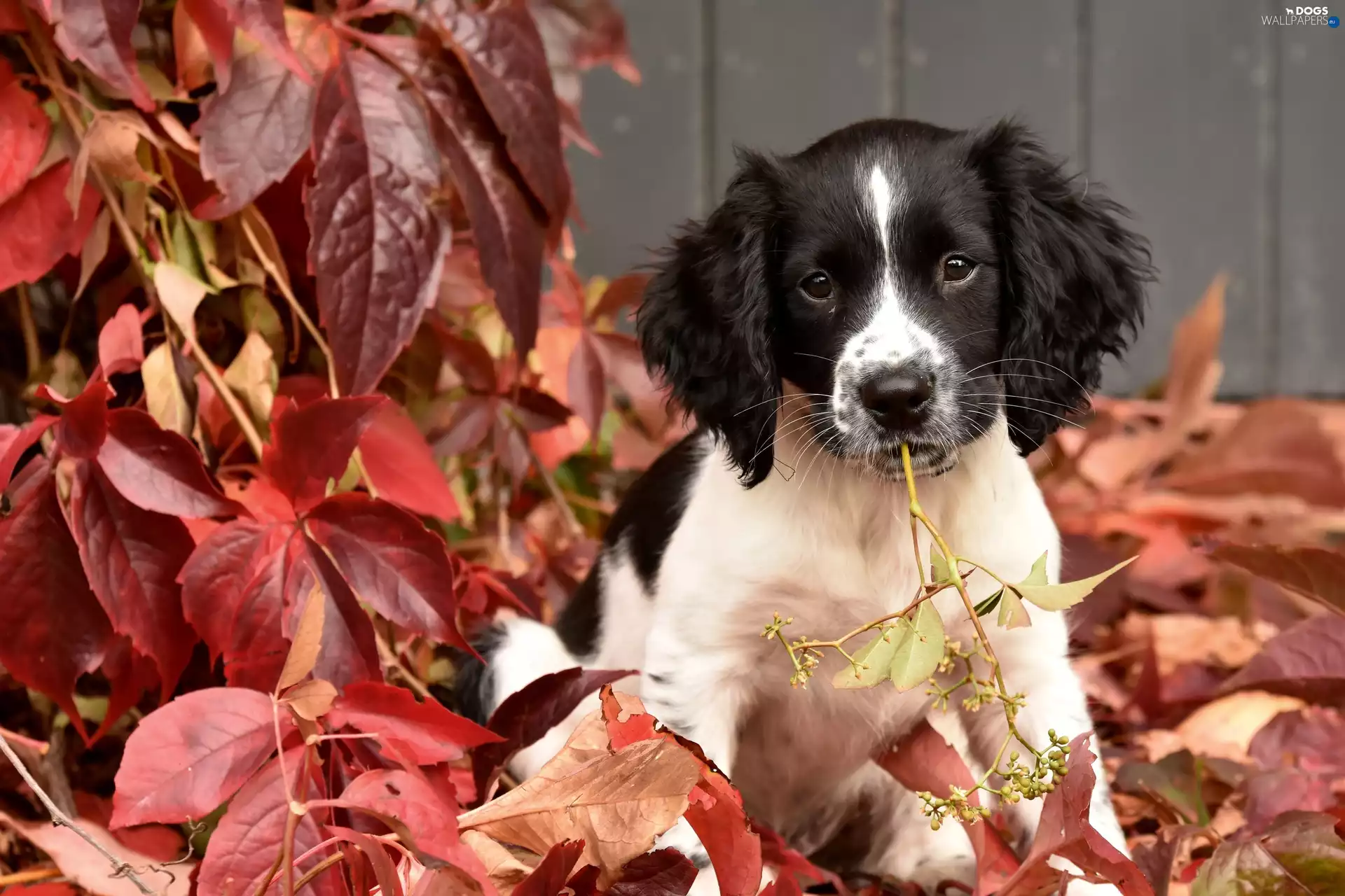 Leaf, English Springer Spaniel, Puppy