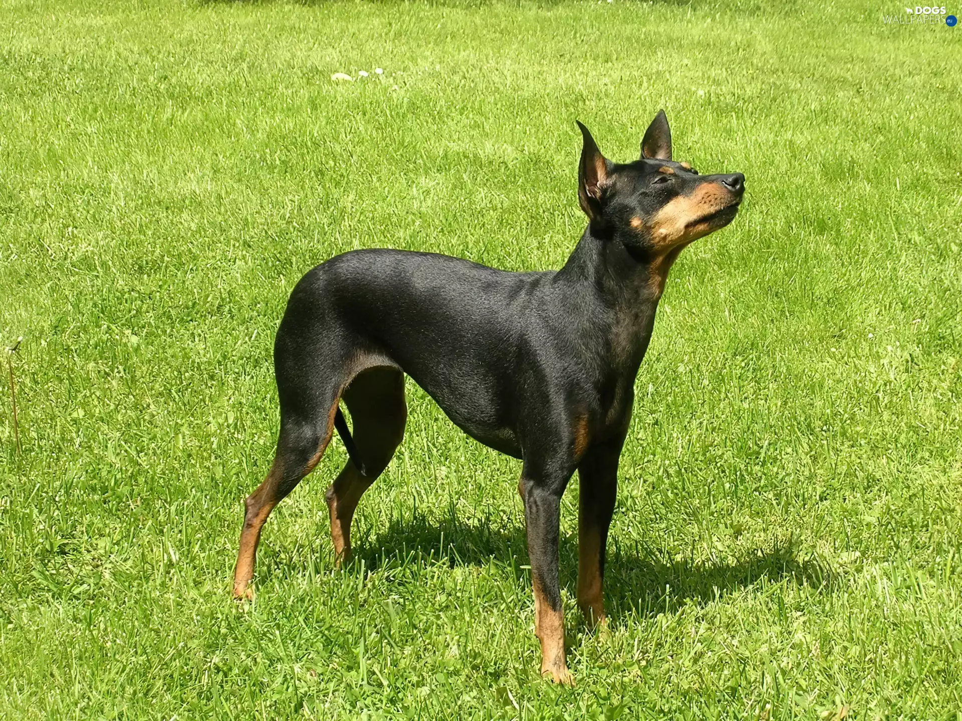 grass, English Toy Terrier, Green