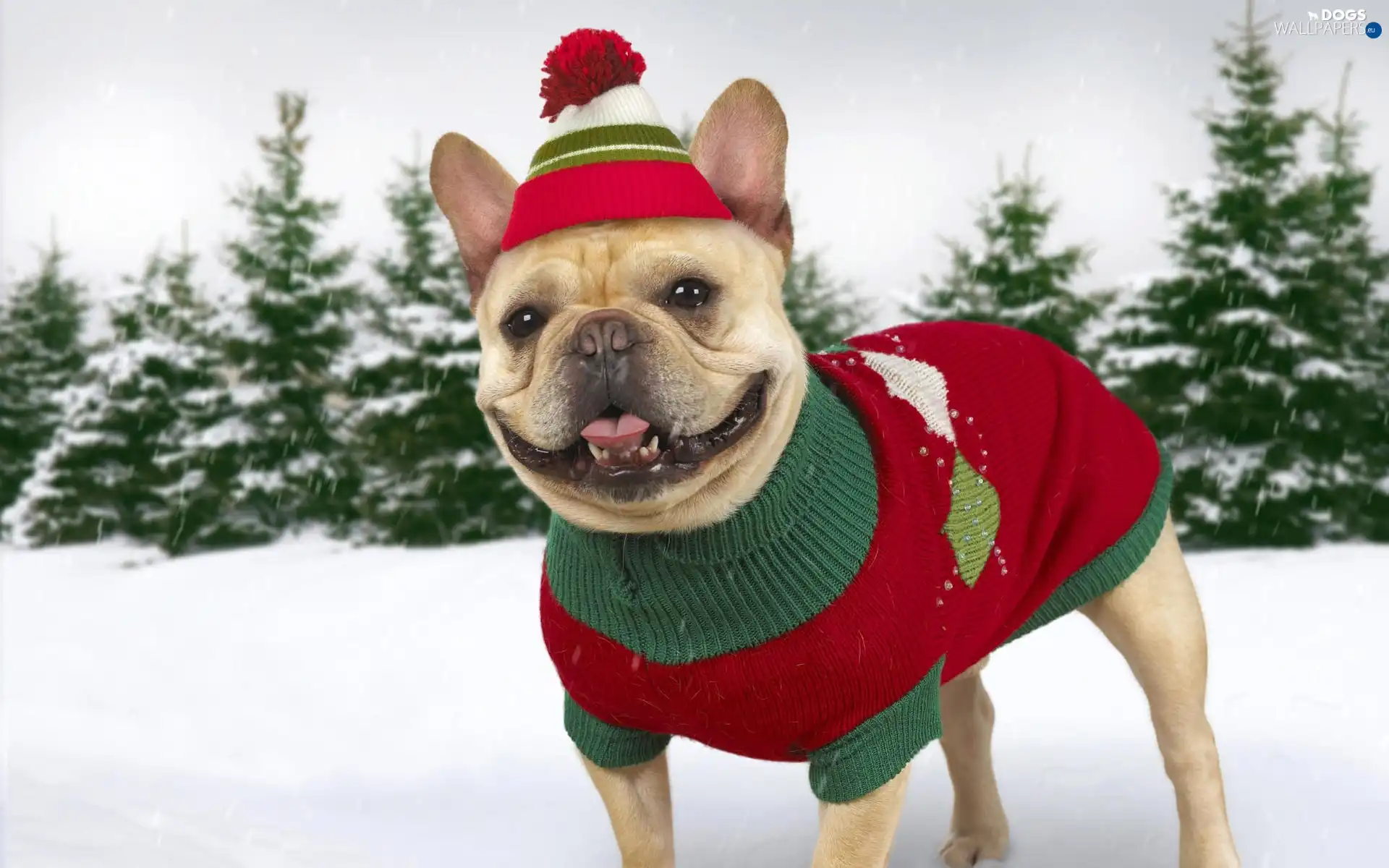 Dressed, Buldog, winter