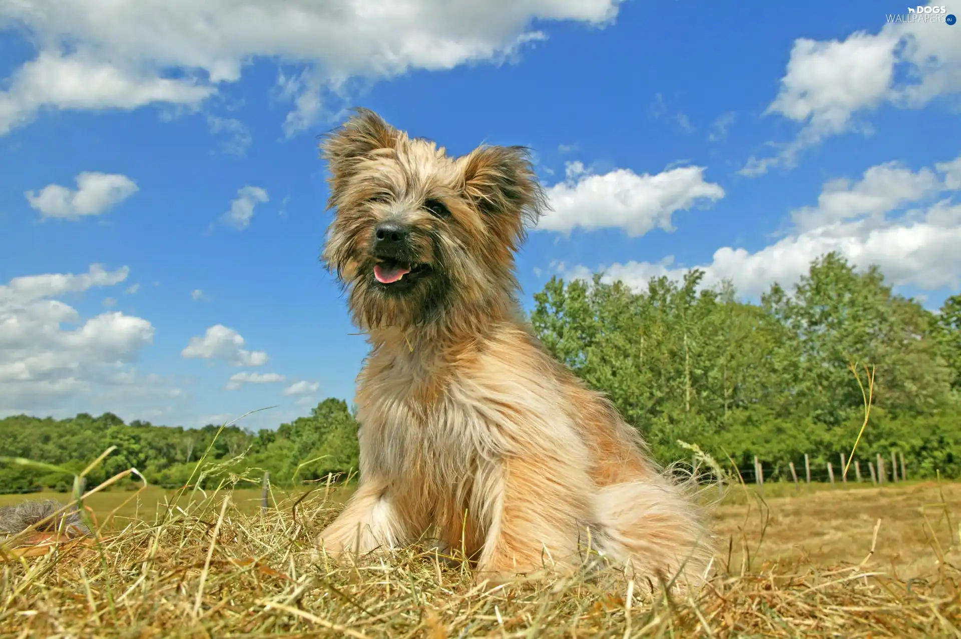 Sky, Blue, Pyrenean Shepherd, clouds, Berger des Pyr?n?es