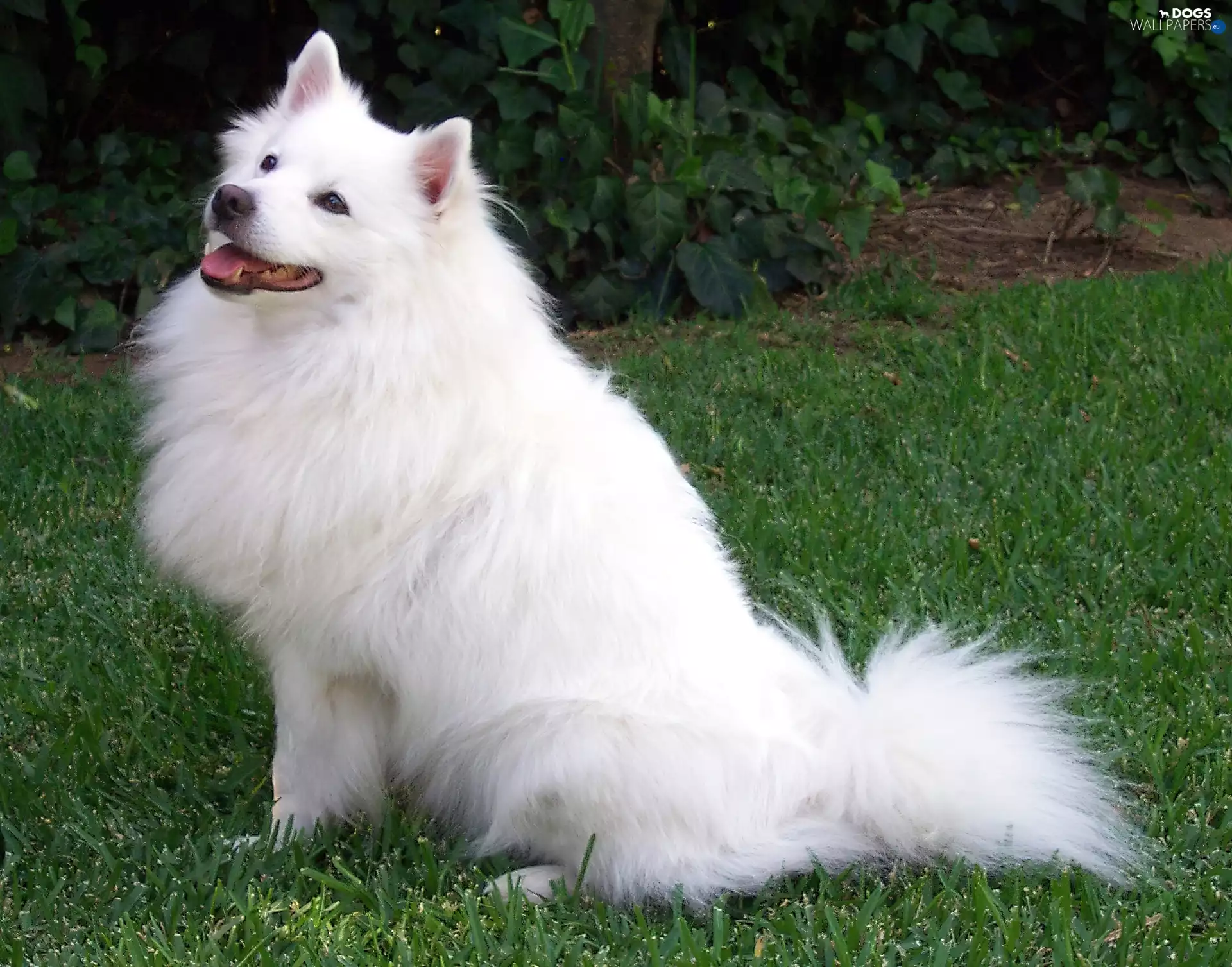 American Eskimo Dog, White, doggy