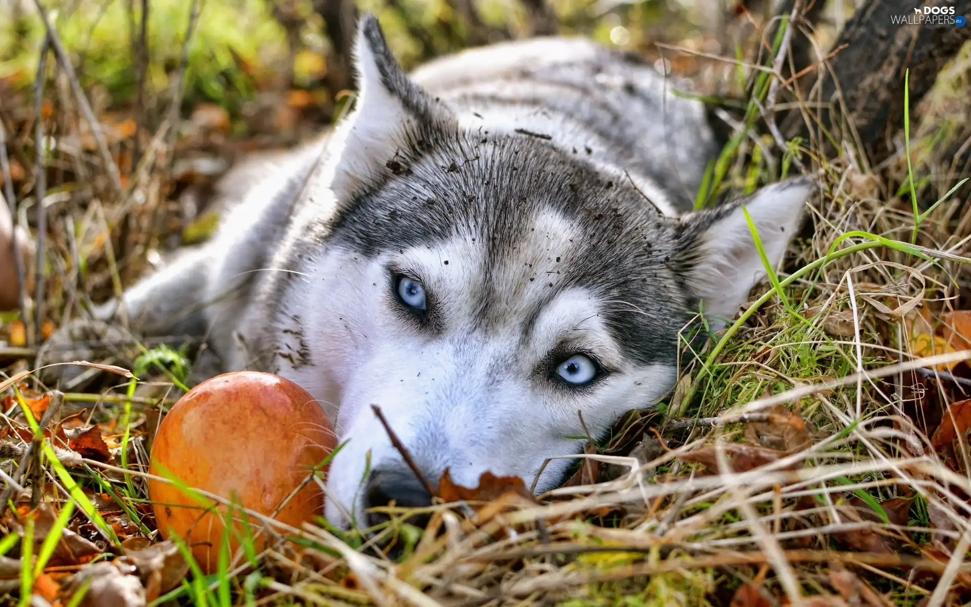 Eyes, blue, Alaskan, Malamute
