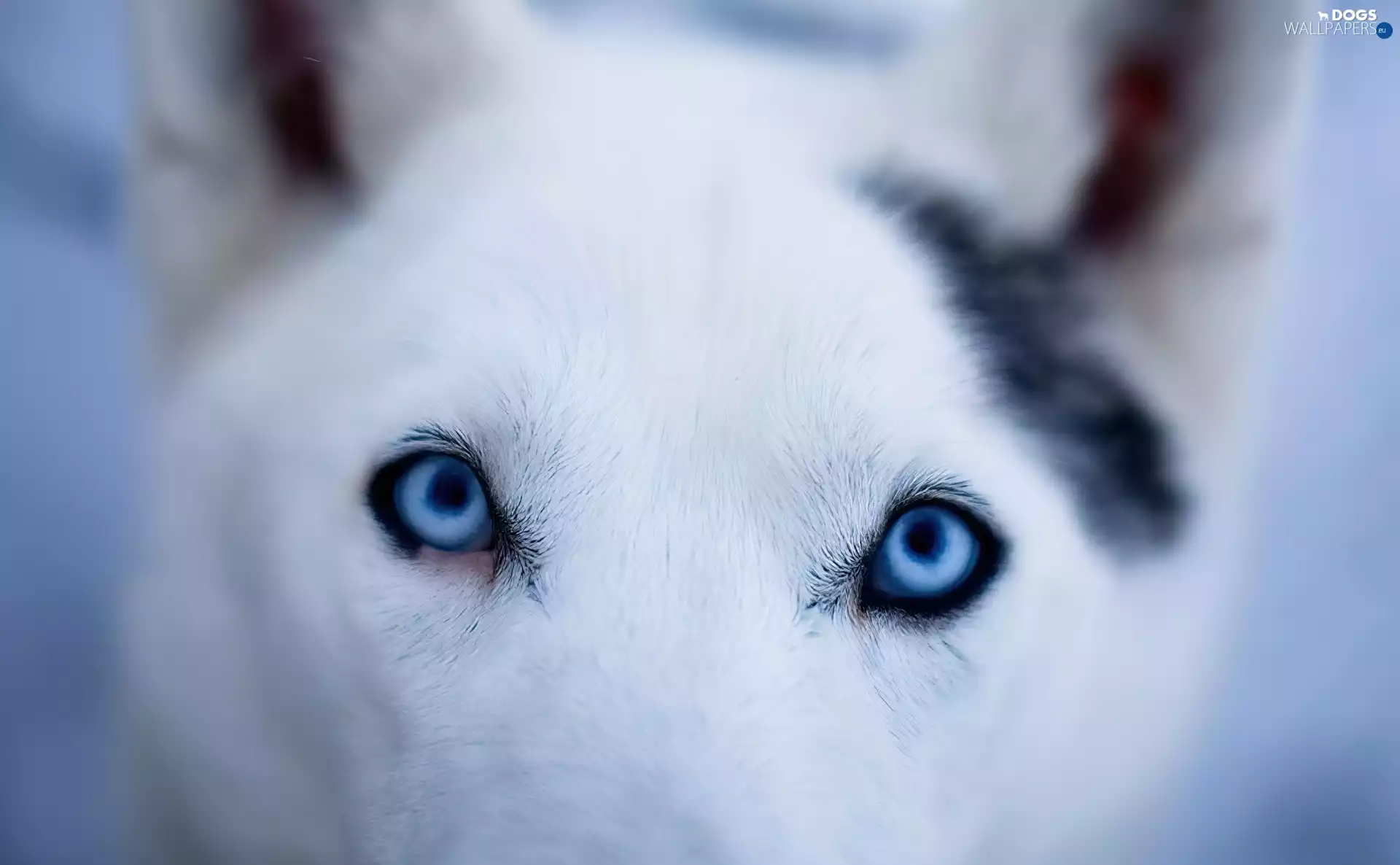 Eyes, dog, Blue