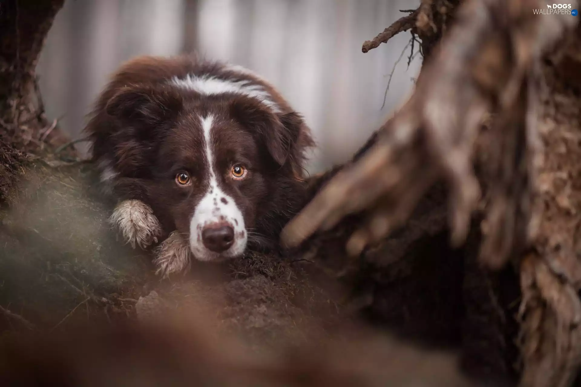 Border Collie, mouth, Eyes