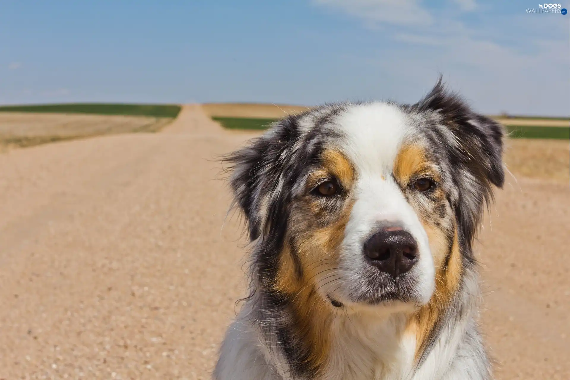 Brown, Eyes, dog