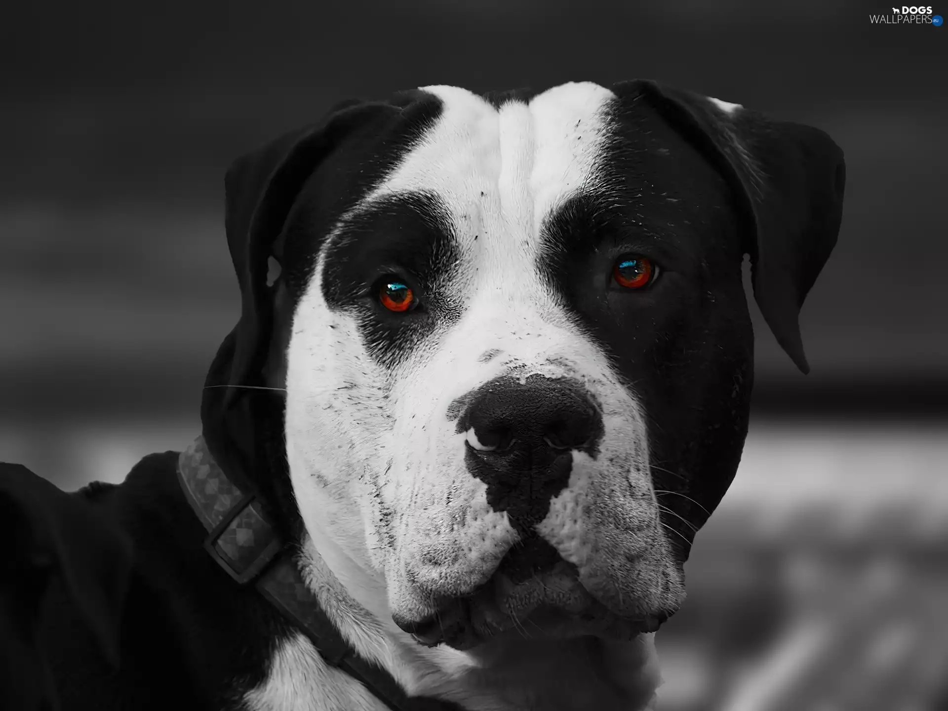 dog-collar, Amstaff, Eyes