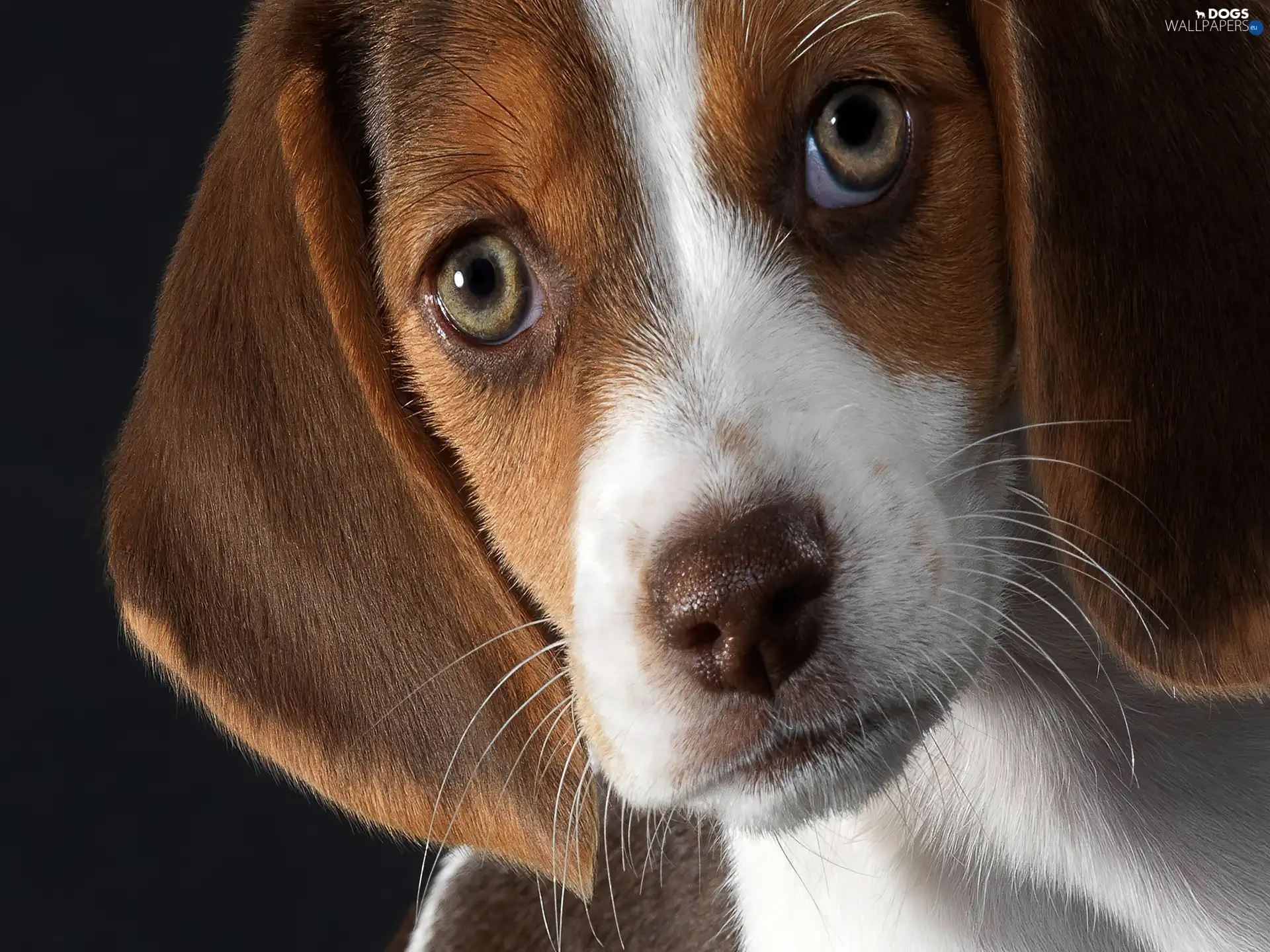 Eyes, curious, Dog, muzzle