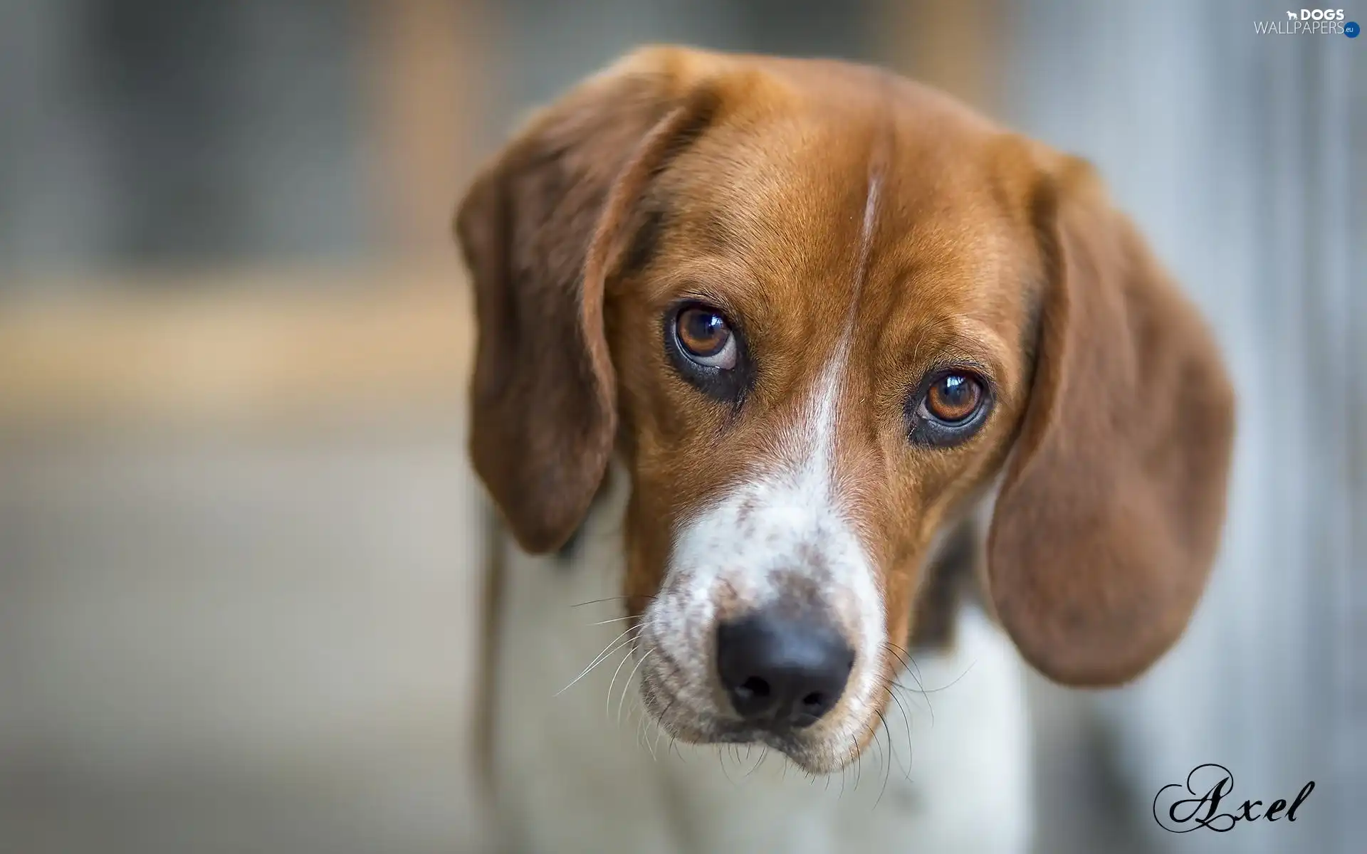 Eyes, sad, Foxhound, AMERICAN