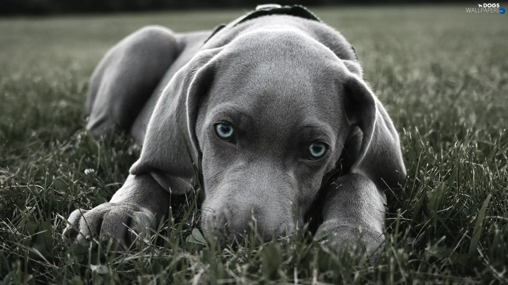 Eyes, Blue, Gray, dog