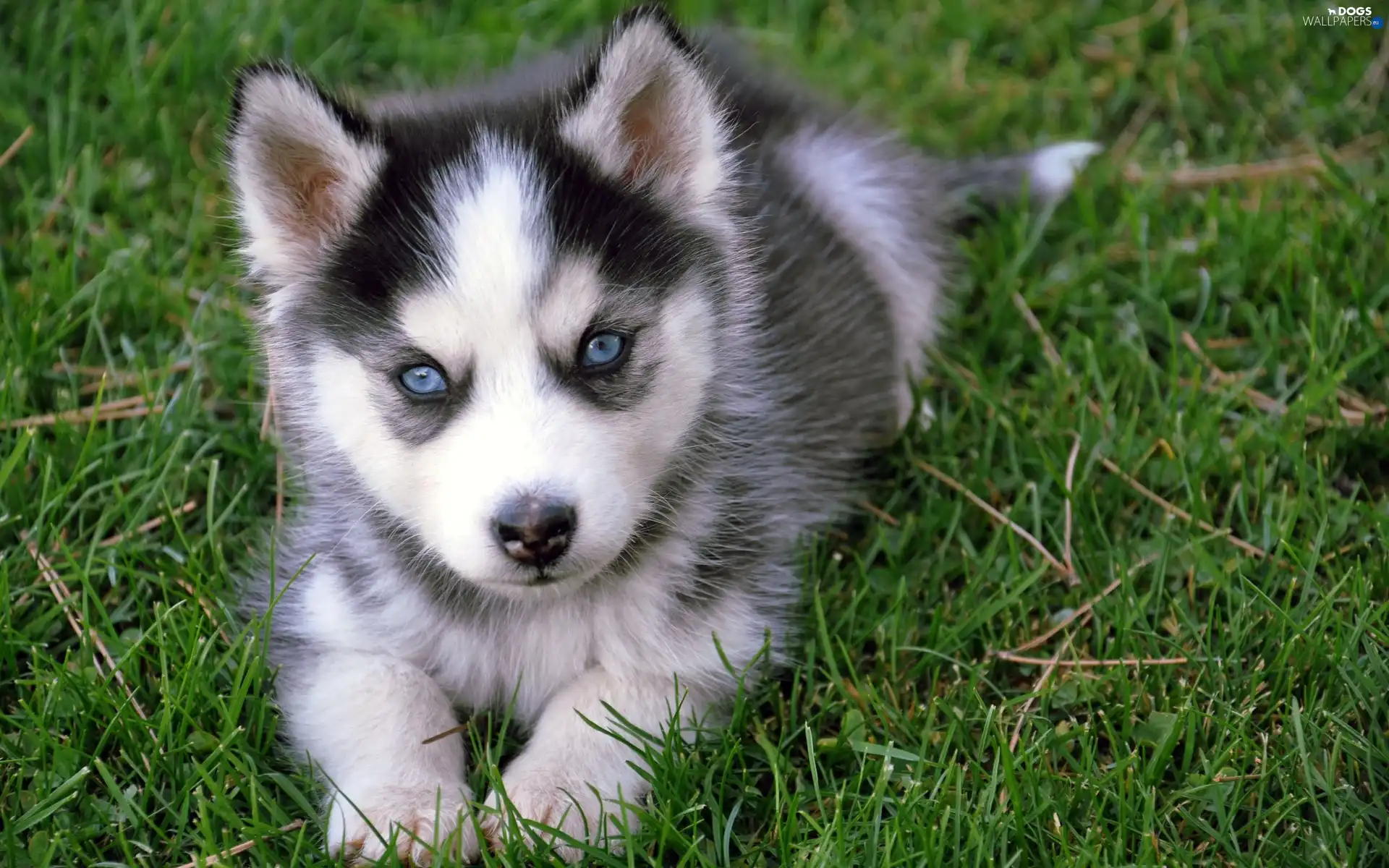 Eyes, Blue, Siberian Husky, Puppy