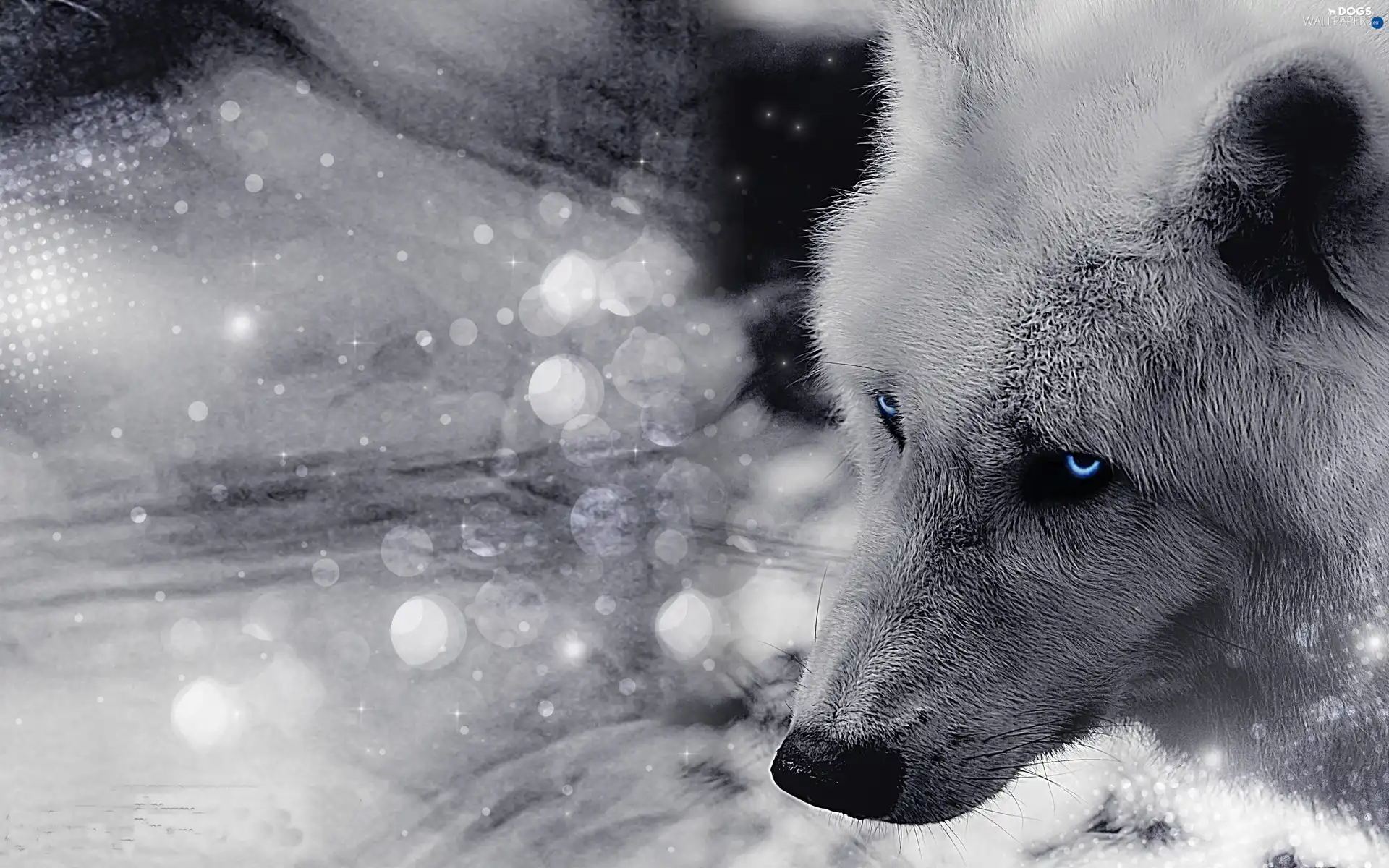 Eyes, Siberian Husky, Blue