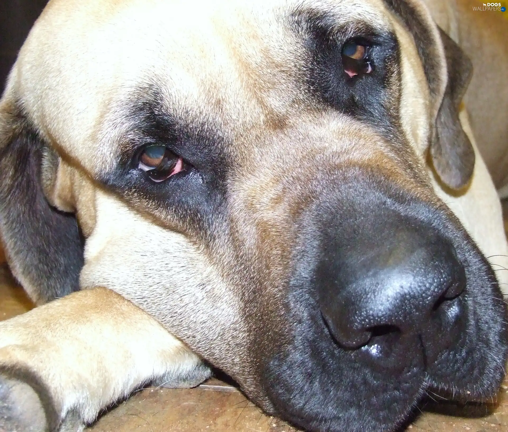 Eyes, English mastiff, sad