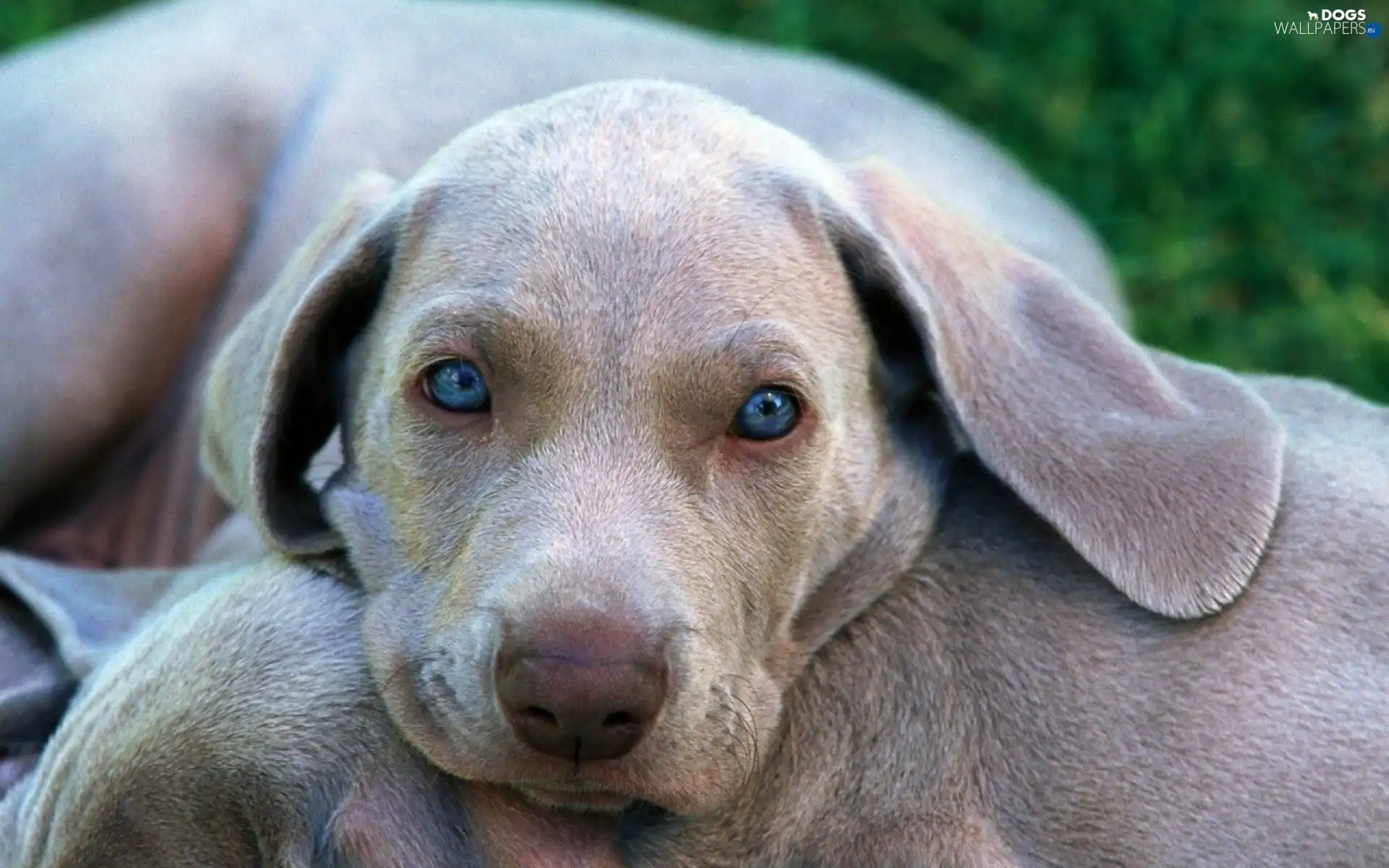 Eyes, Blue, sad, doggy