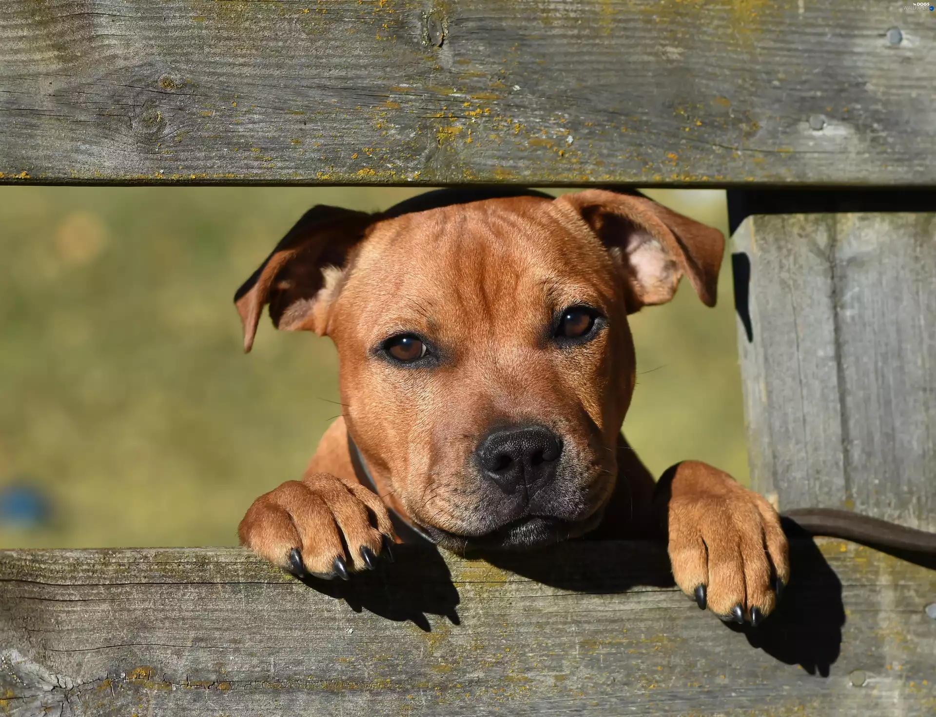 Staffordshire Bull Terrier, Eyes, fence, sad