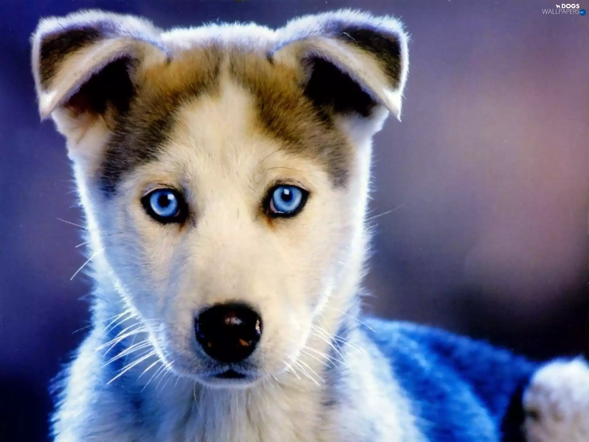 Puppy, Eyes, Siberian Husky, mouth