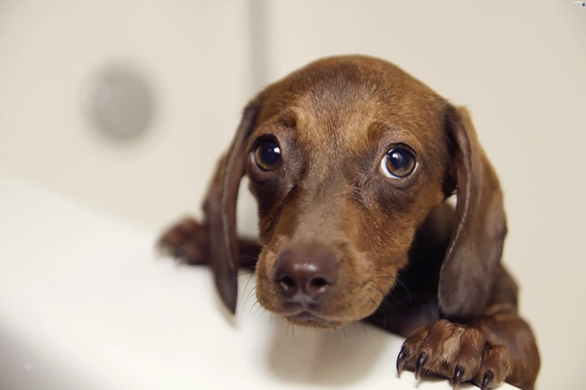 Eyes, sad, small, dachshund